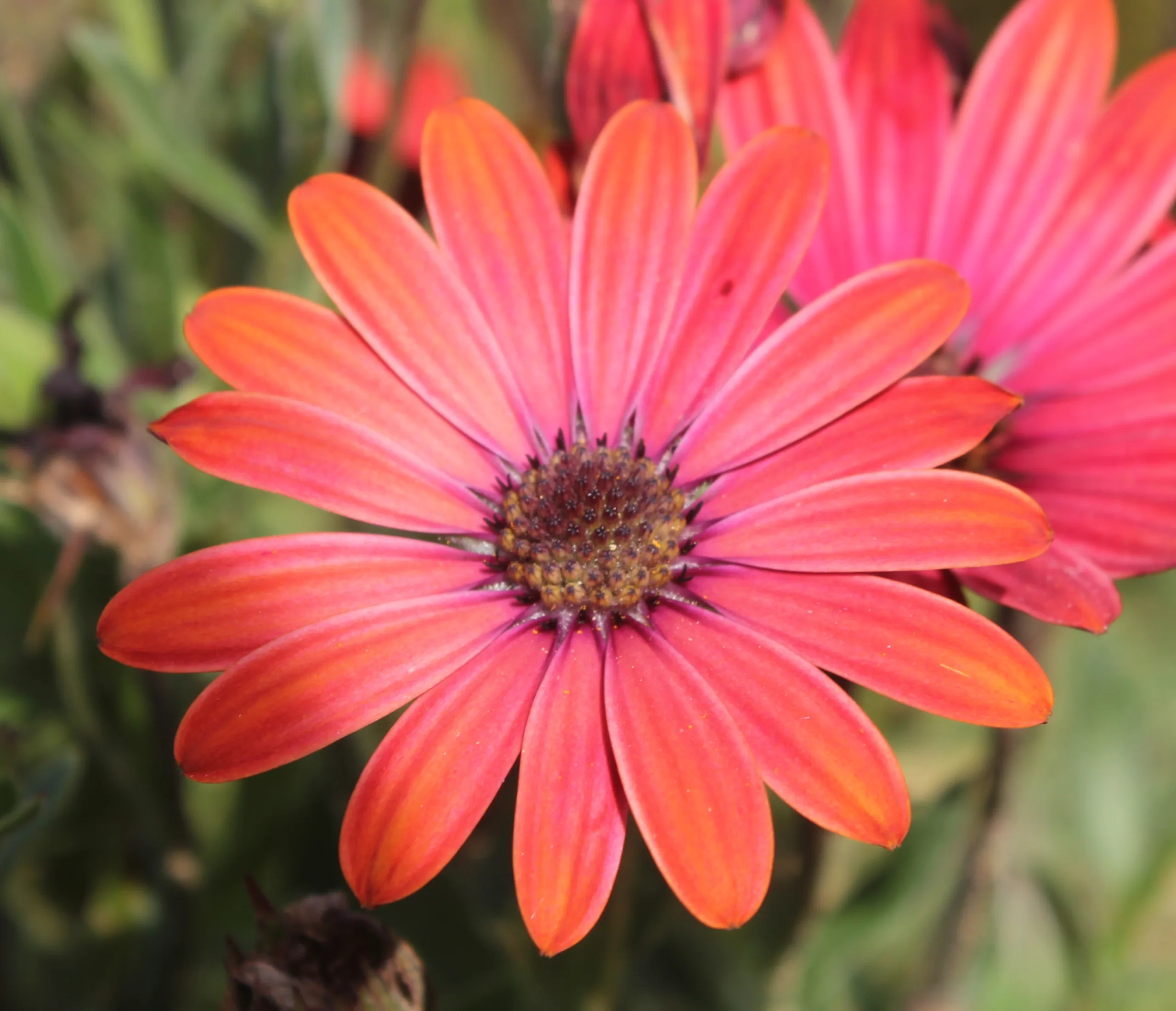 Dimorphotheca ecklonis