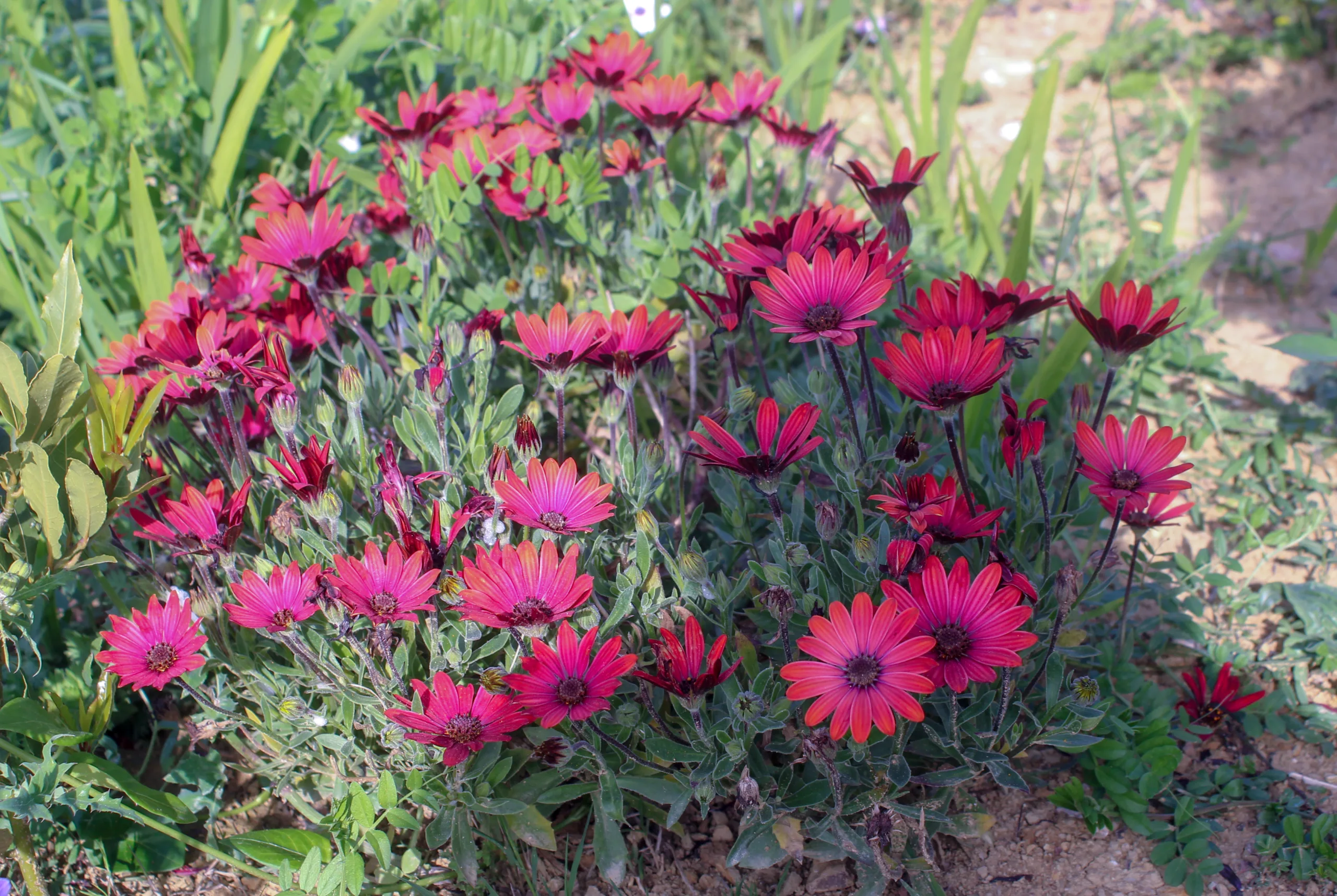 Dimorphotheca ecklonis