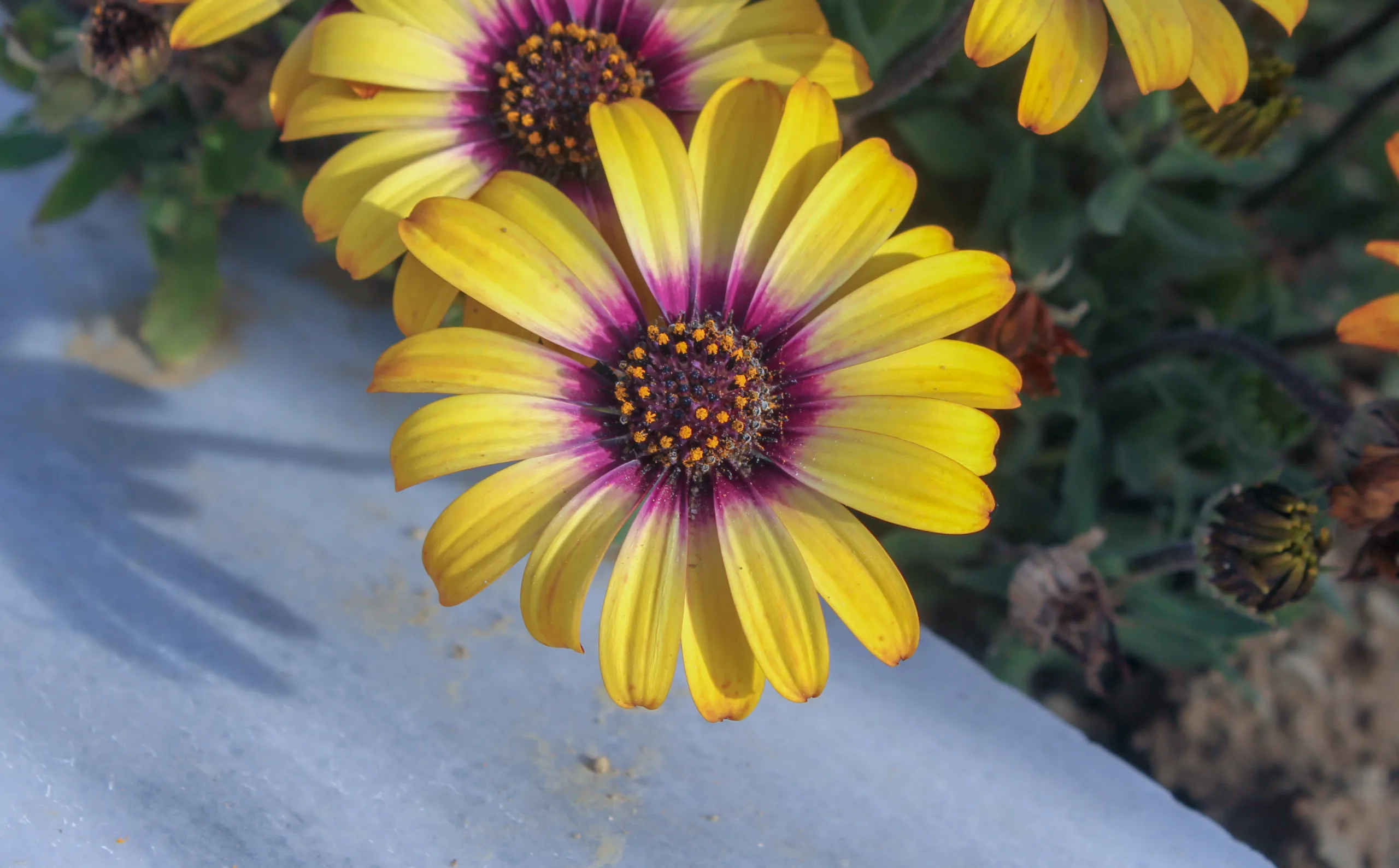 Dimorphotheca ecklonis