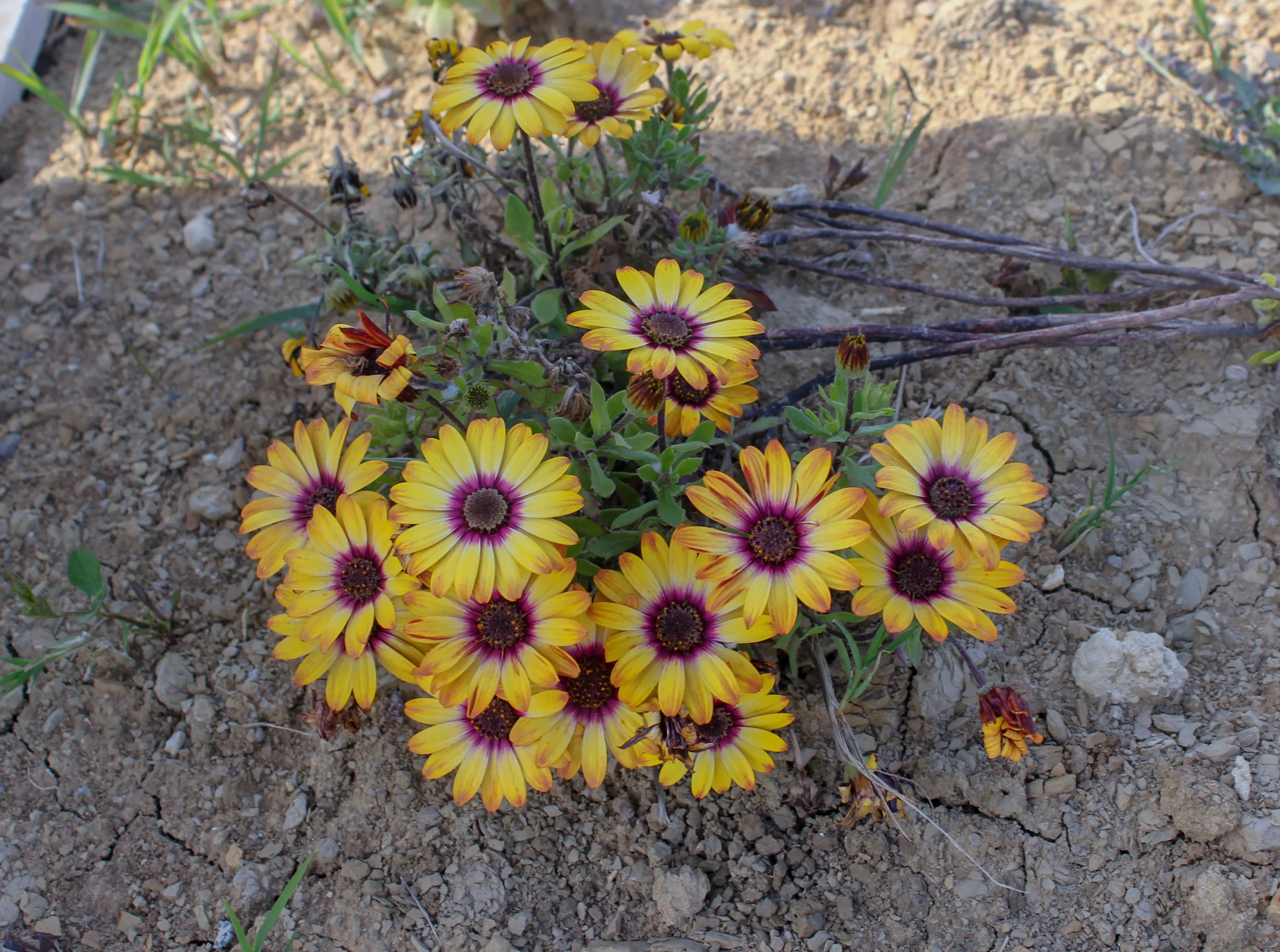 Dimorphotheca ecklonis