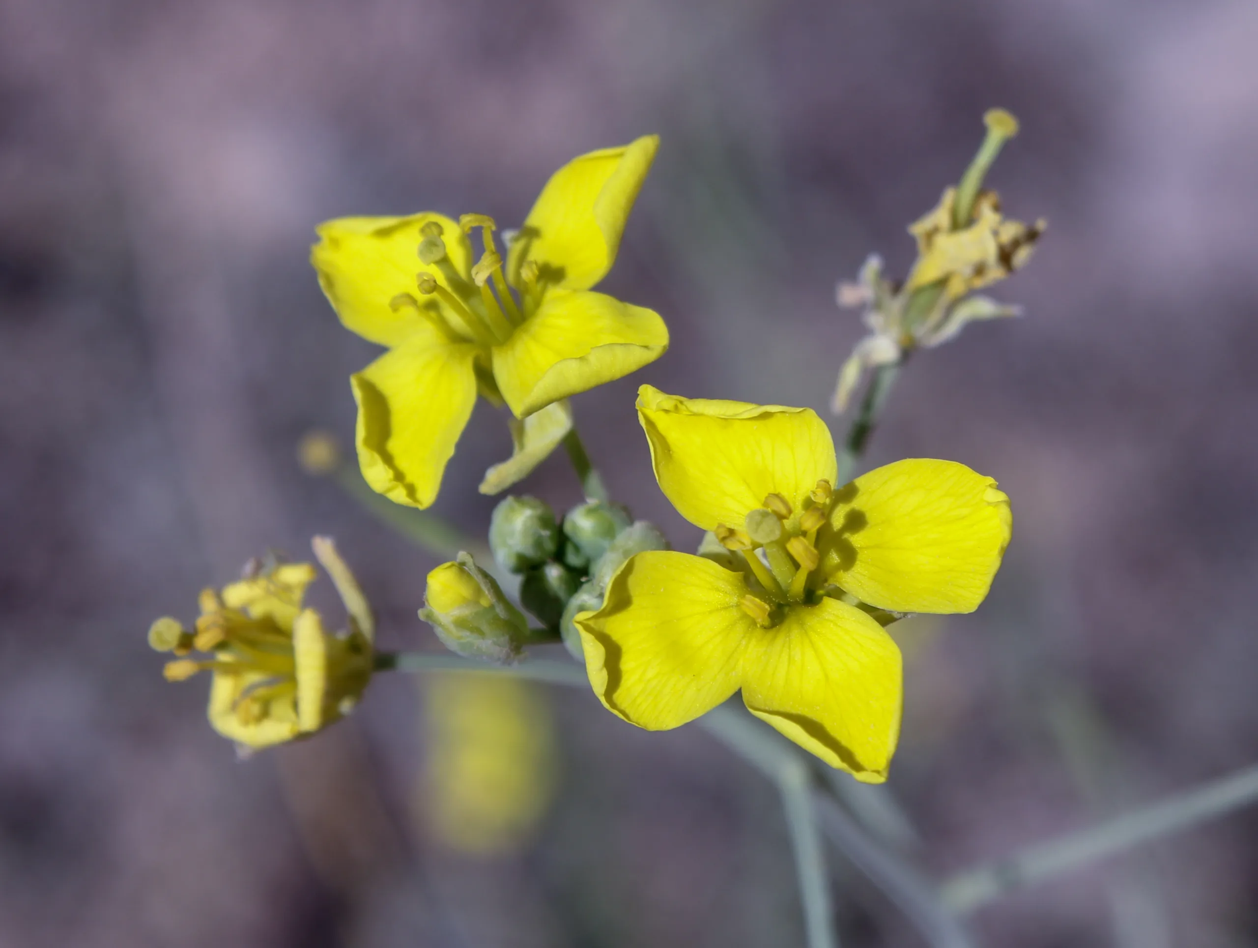 Diplotaxis tenuifolia