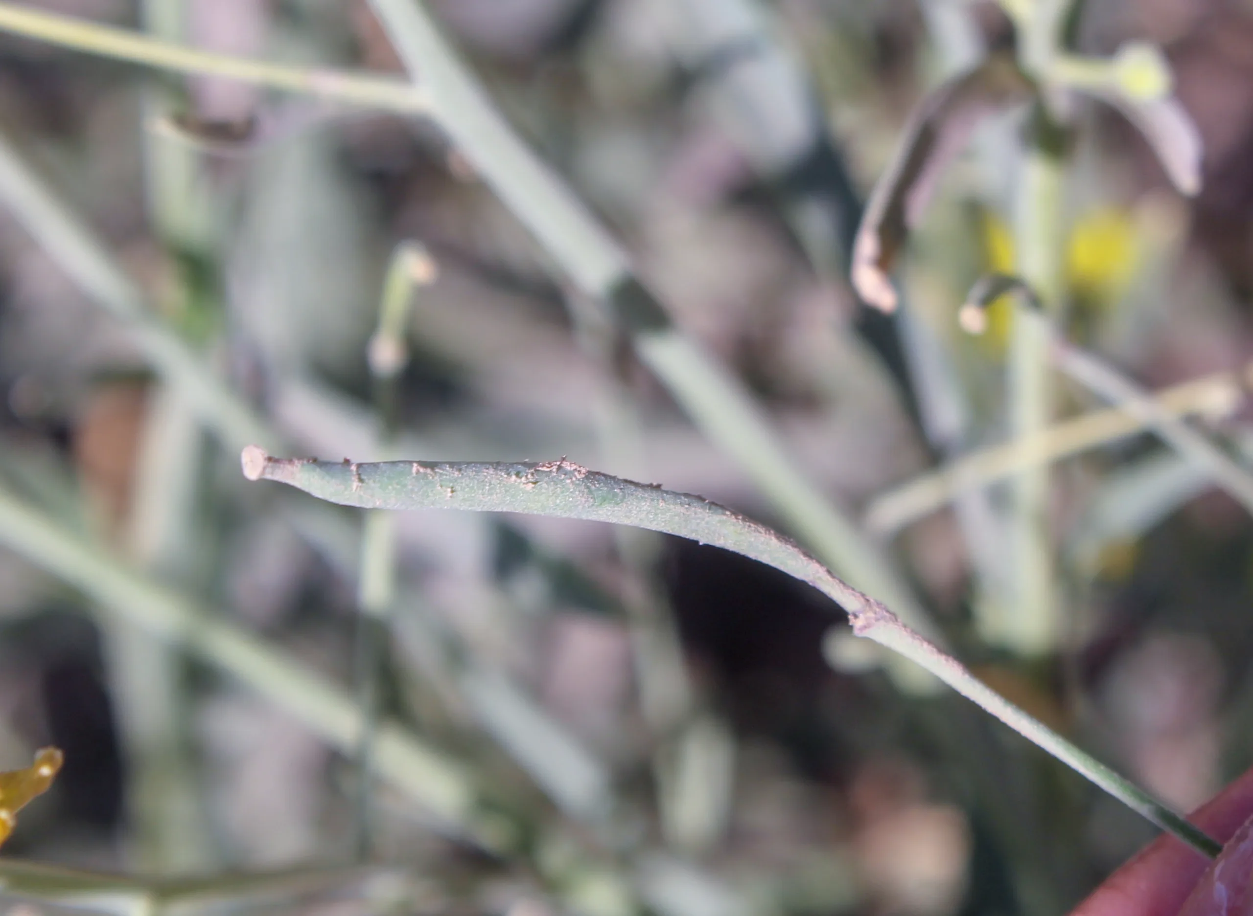 Diplotaxis tenuifolia