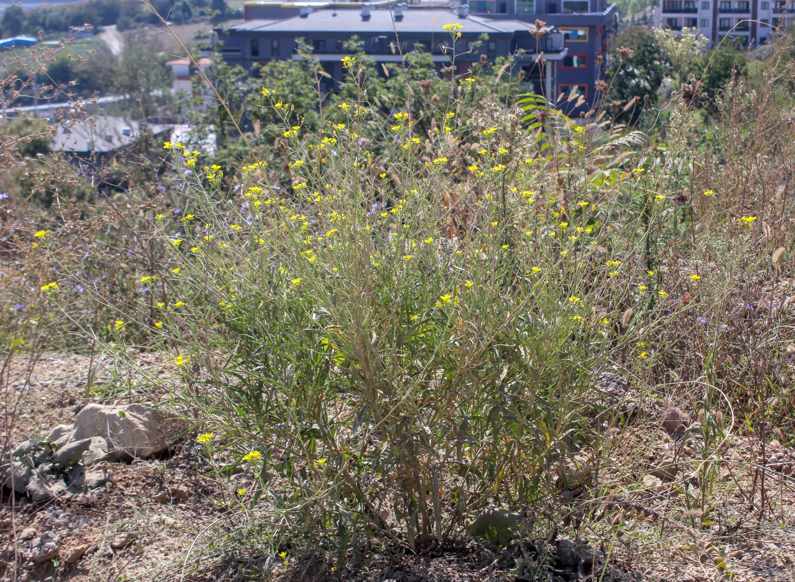 Diplotaxis tenuifolia