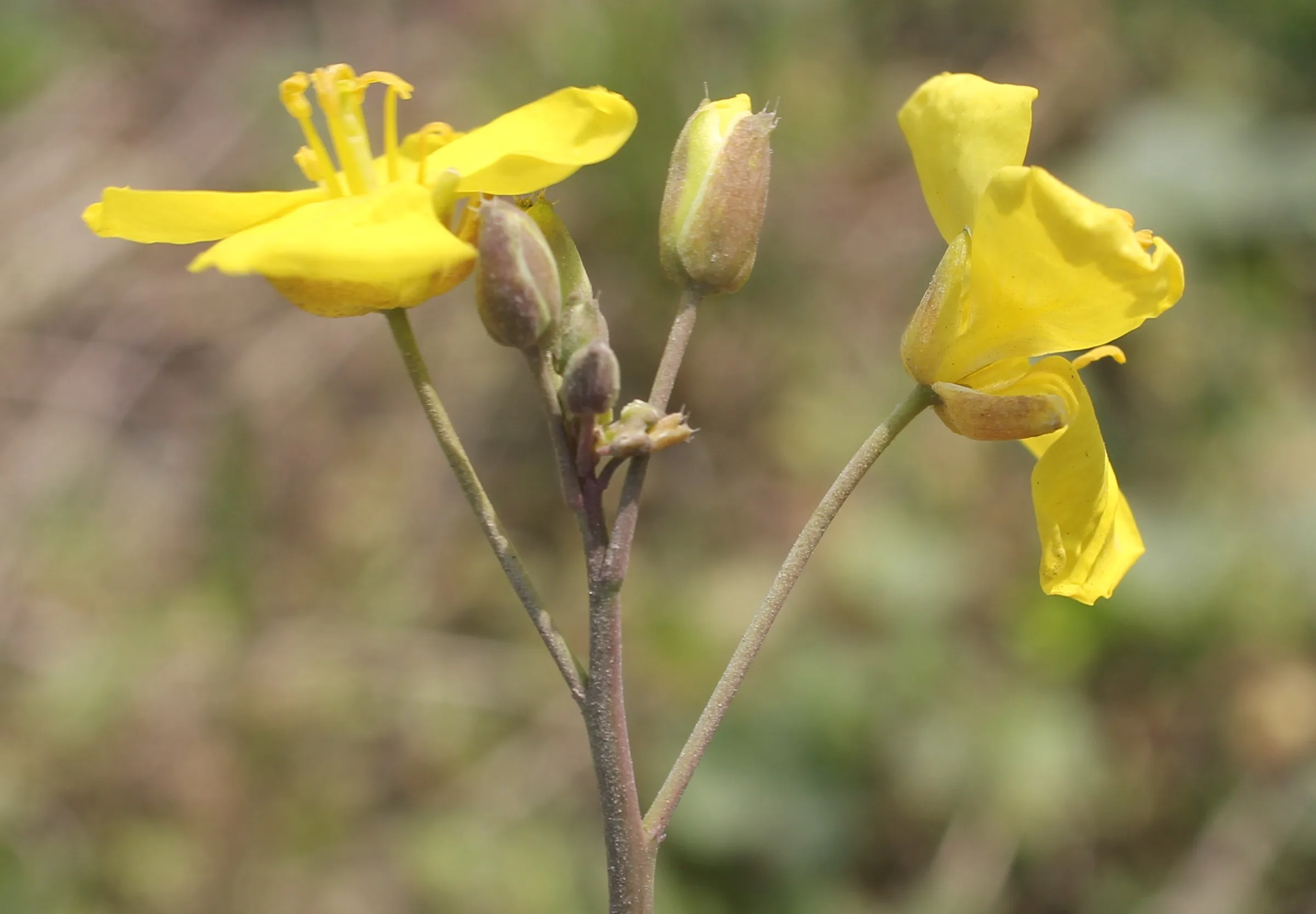 Diplotaxis tenuifolia
