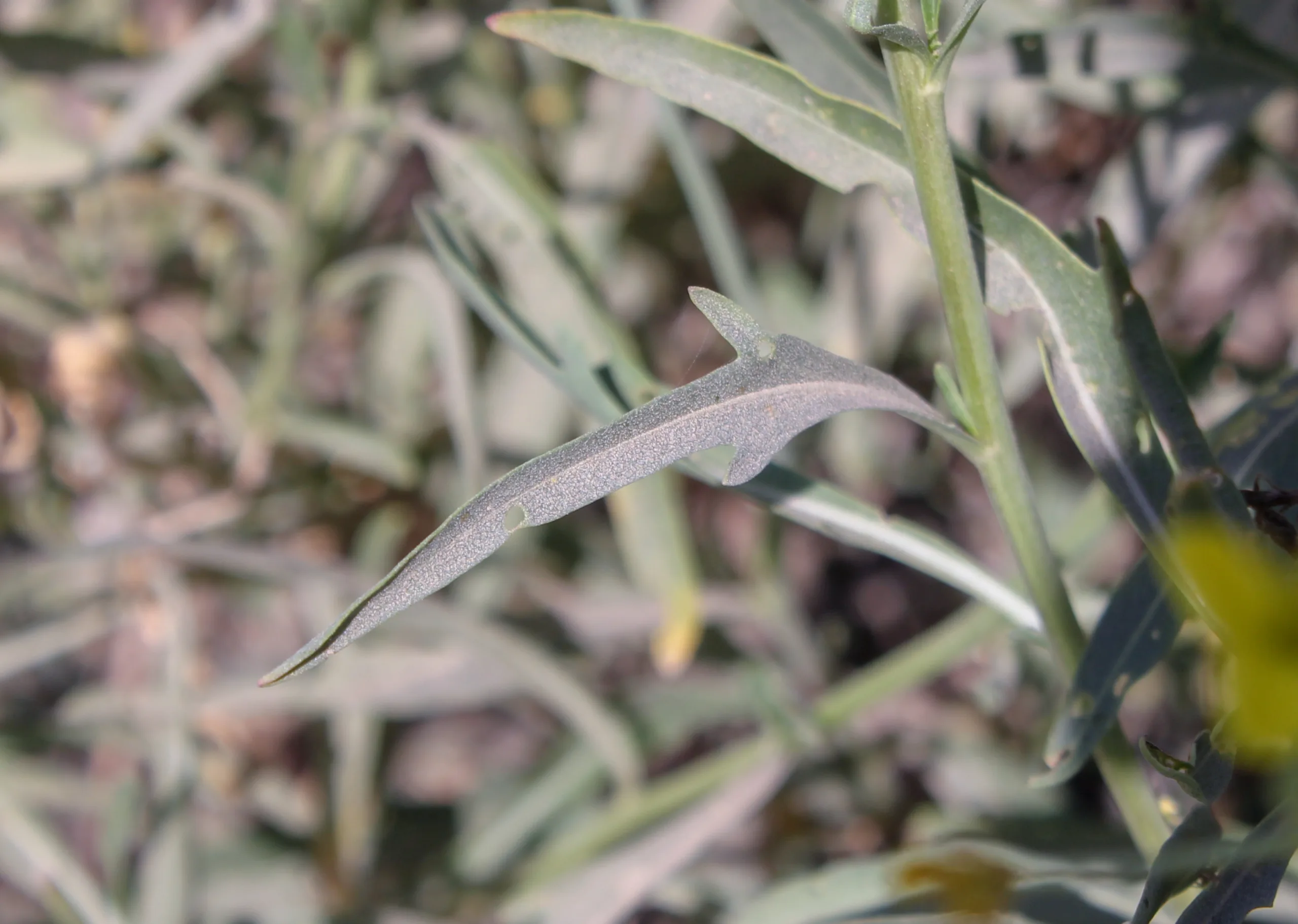 Diplotaxis tenuifolia