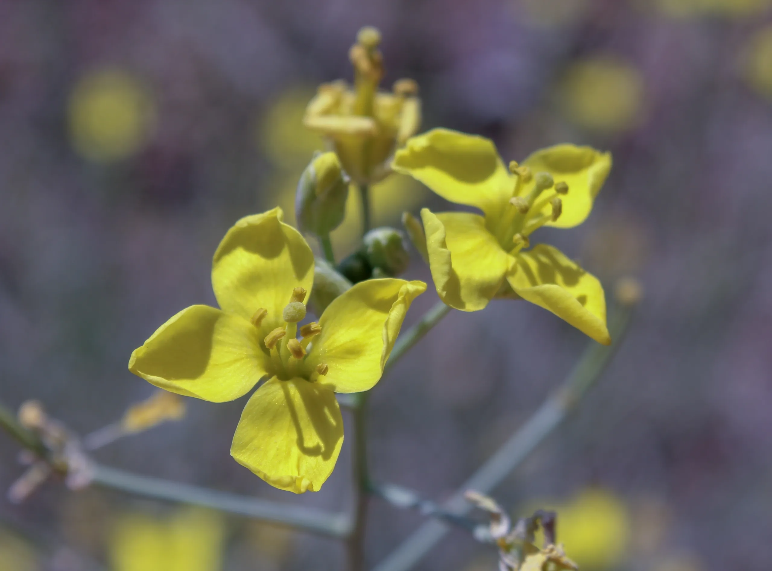 Diplotaxis tenuifolia