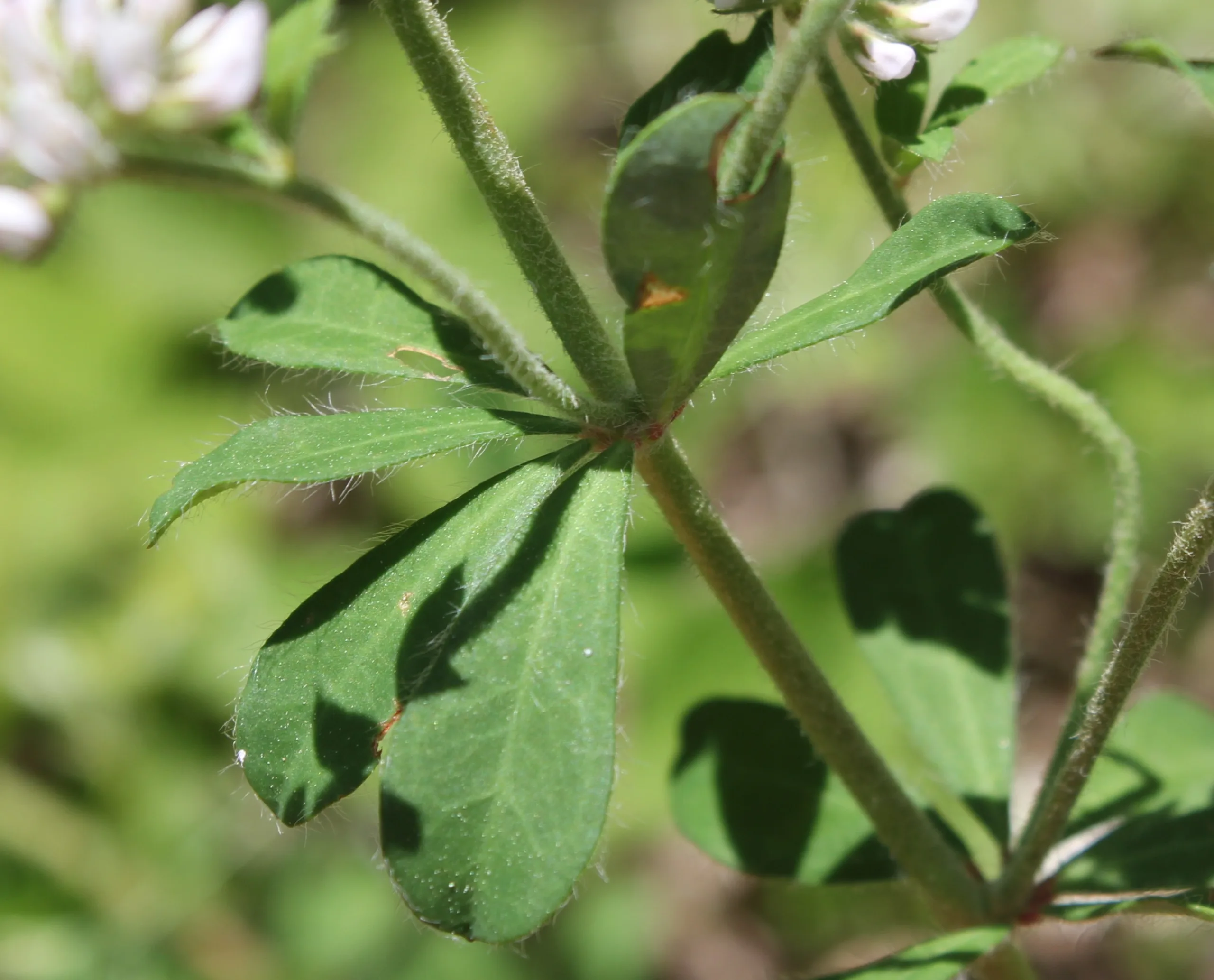 Lotus graecus