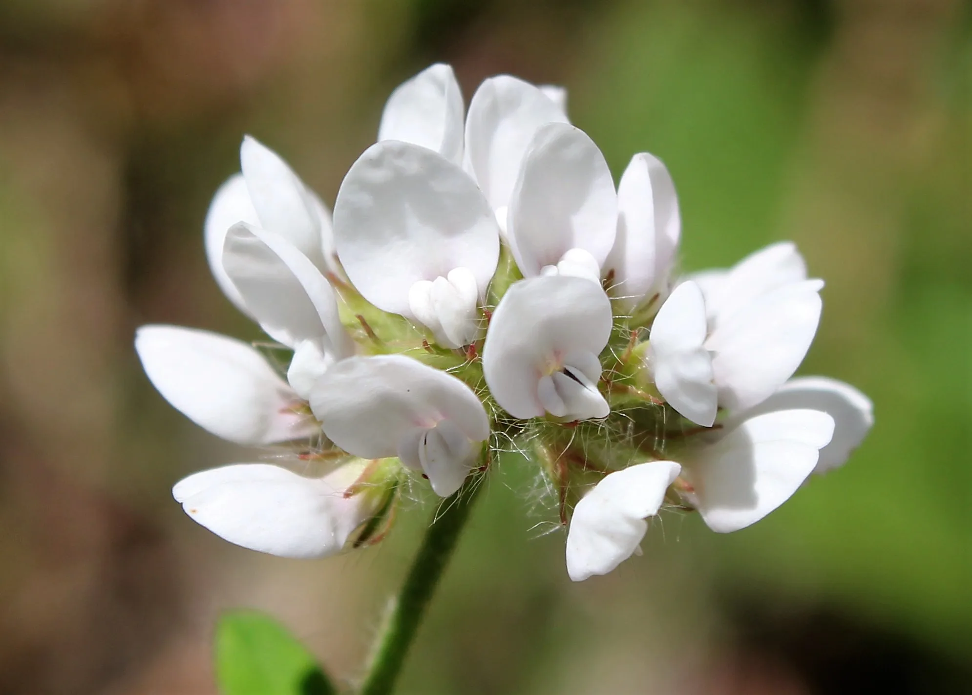 Lotus graecus