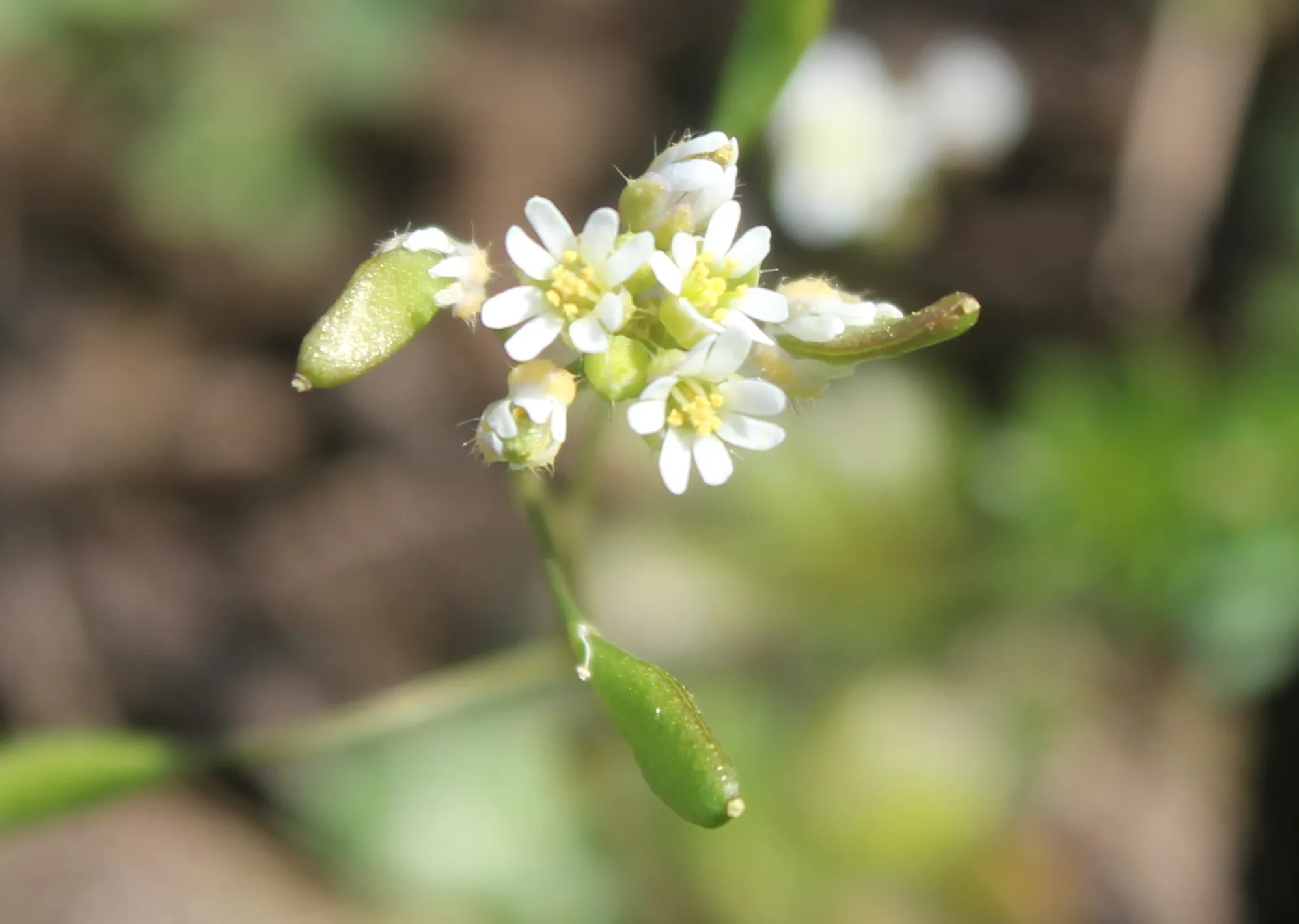 Draba praecox