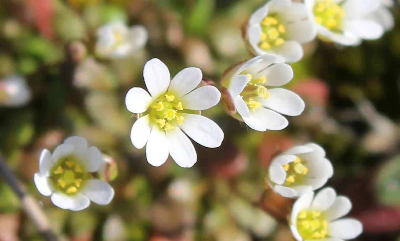 Draba praecox