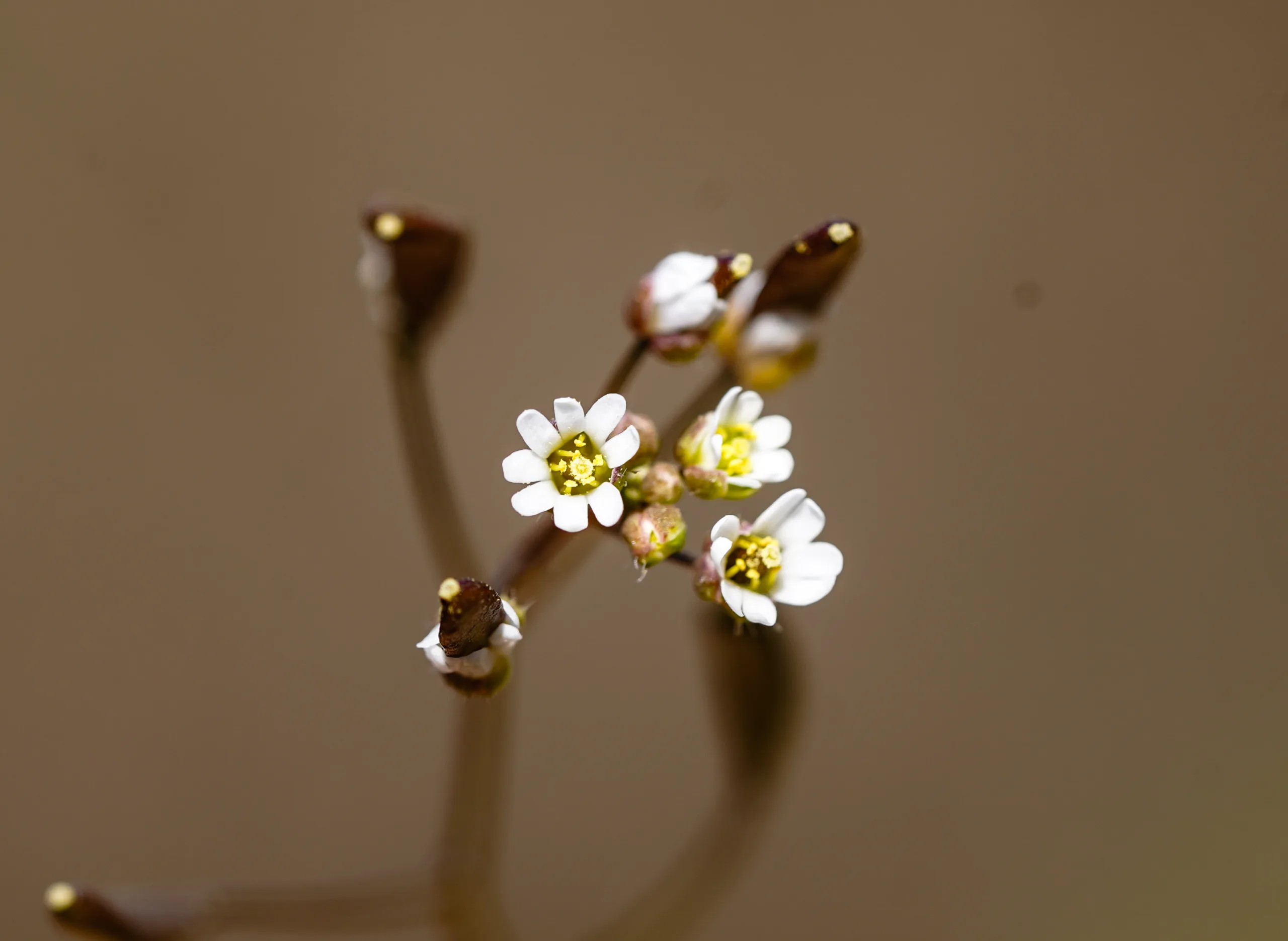 Draba verna