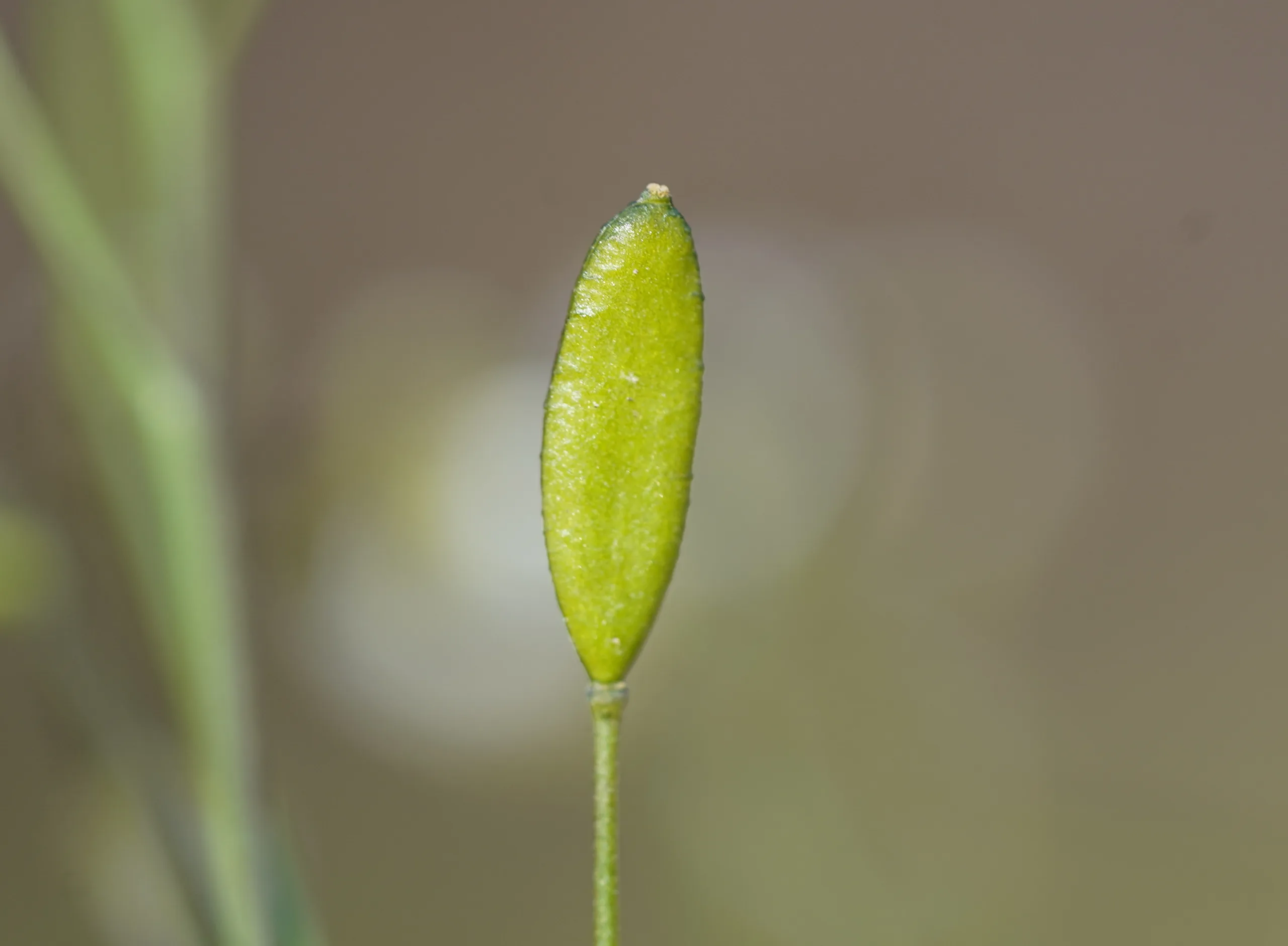 Draba verna