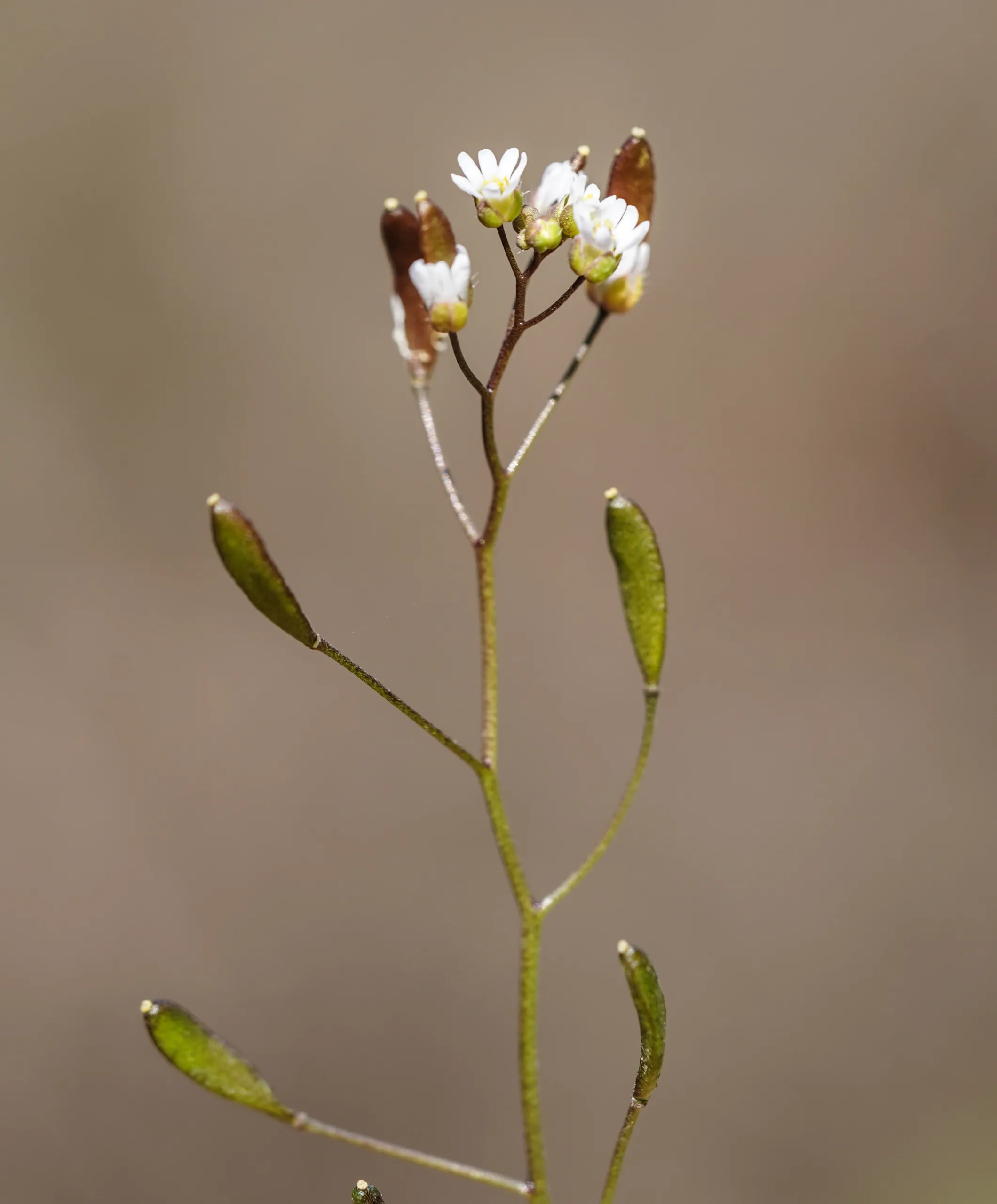 Draba verna