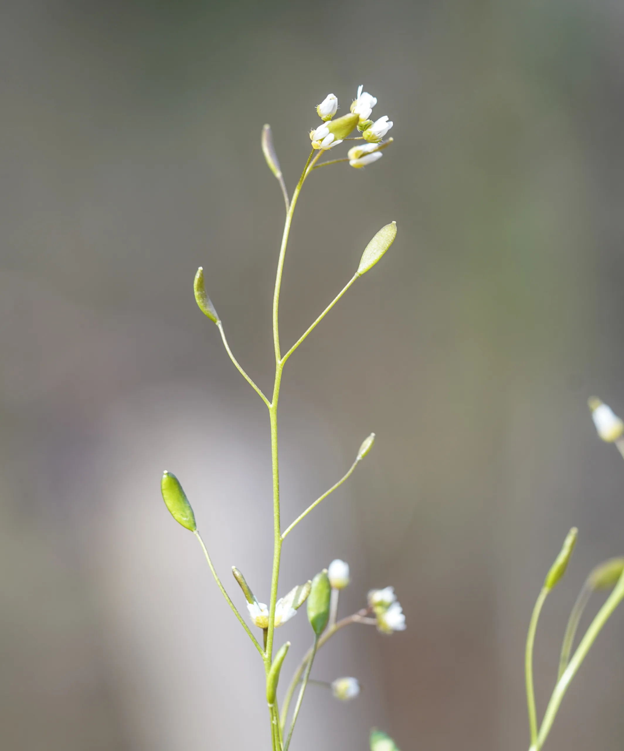 Draba verna