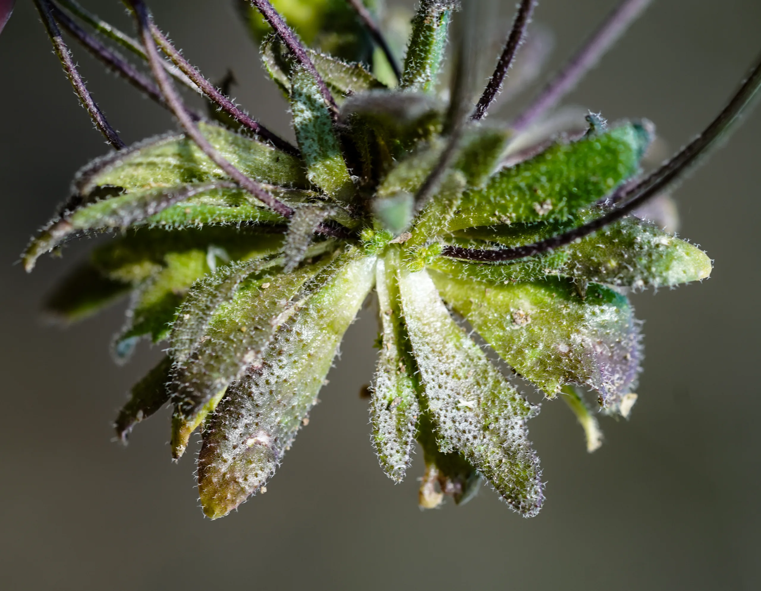 Draba verna