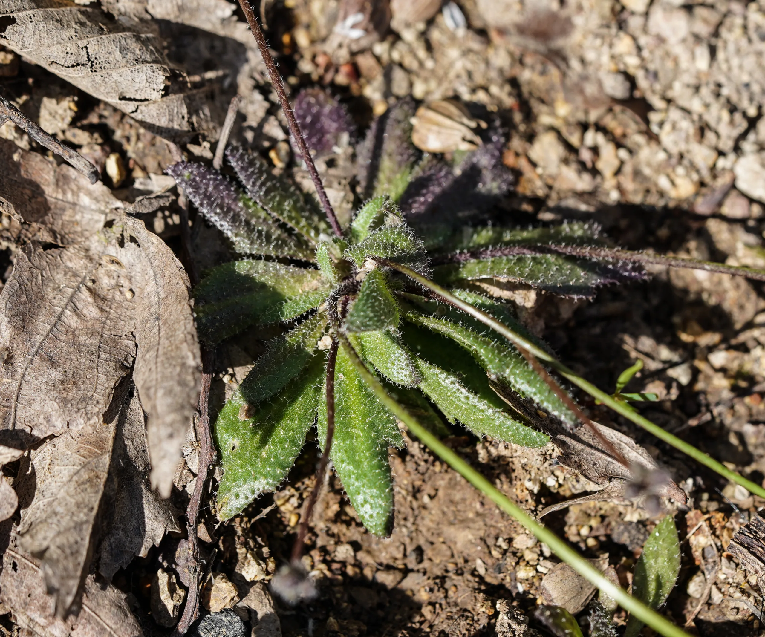 Draba verna
