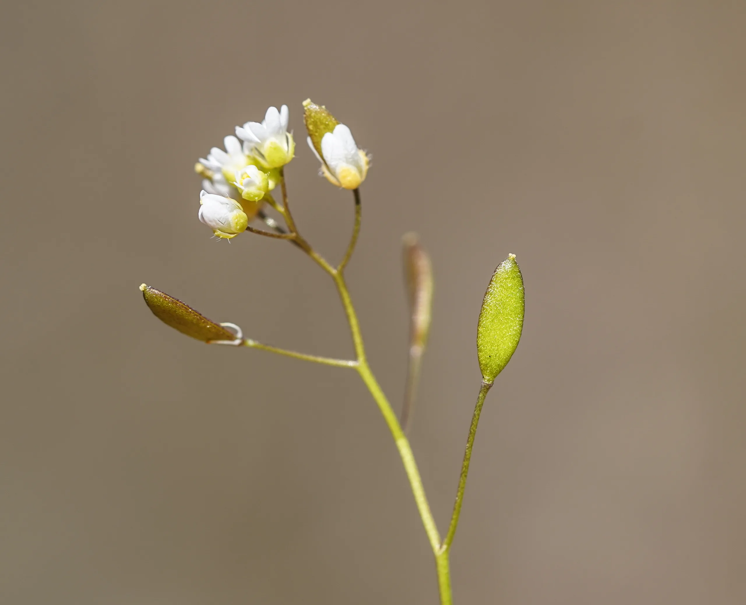 Draba verna