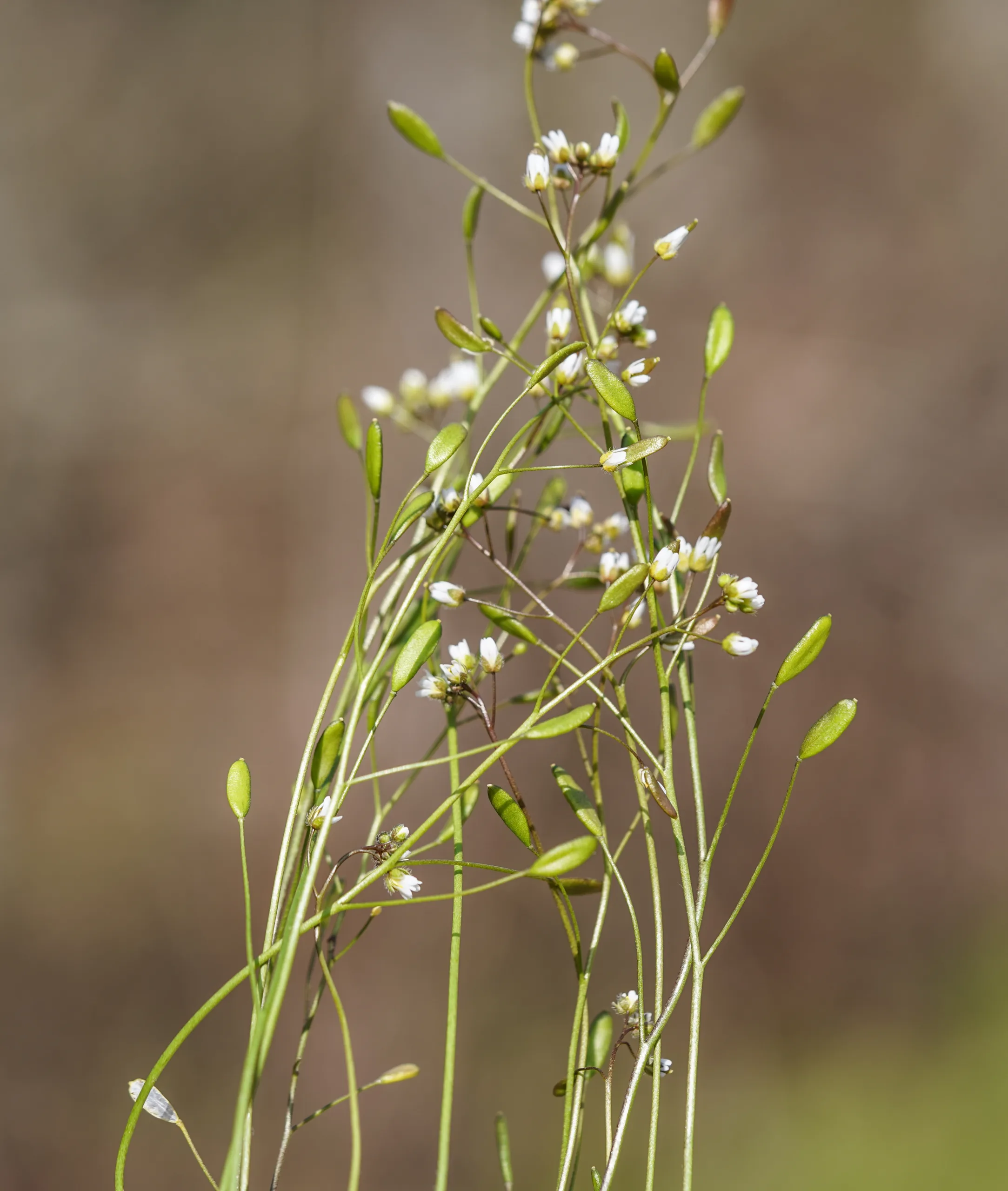 Draba verna