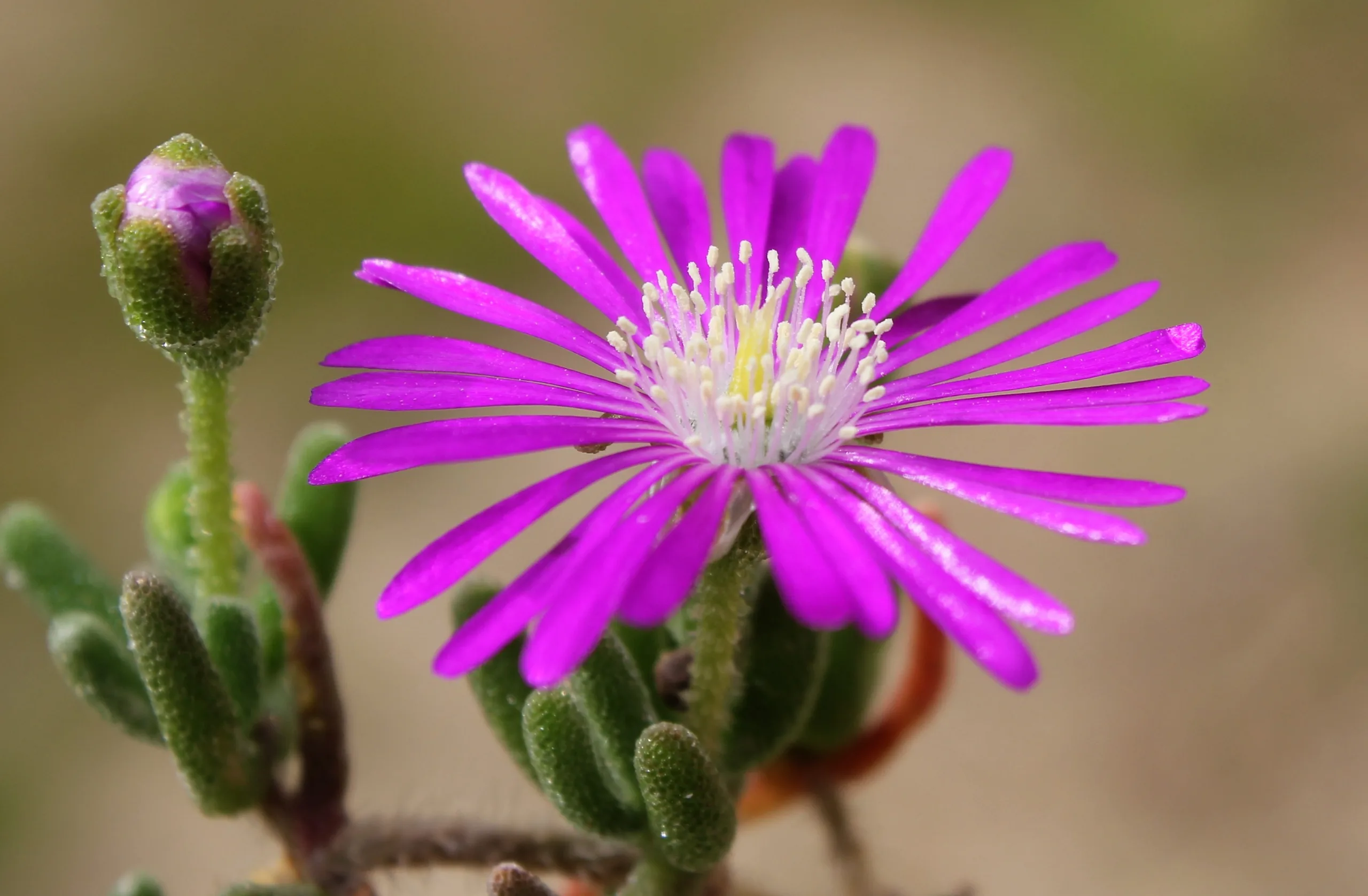 Drosanthemum floribundum