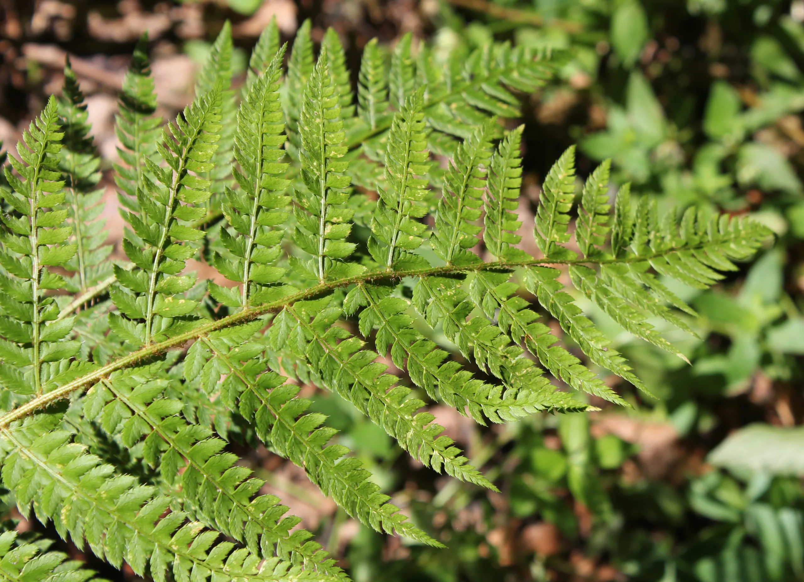 Dryopteris dilatata