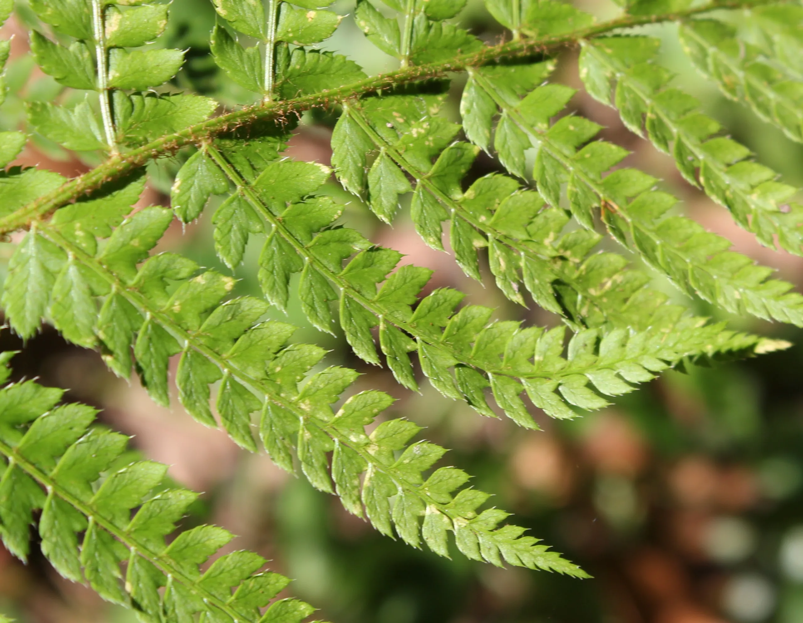 Dryopteris dilatata