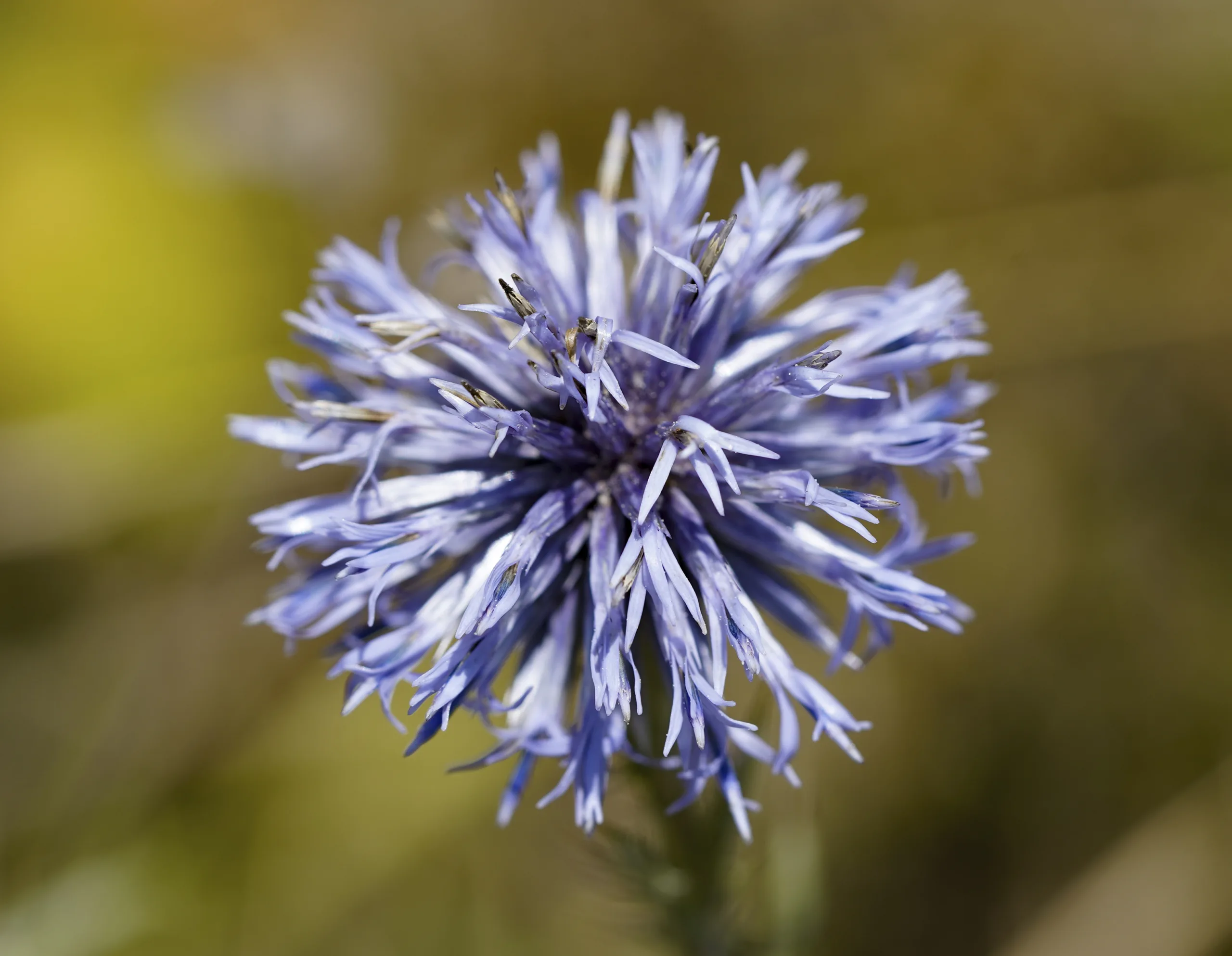 Echinops ritro