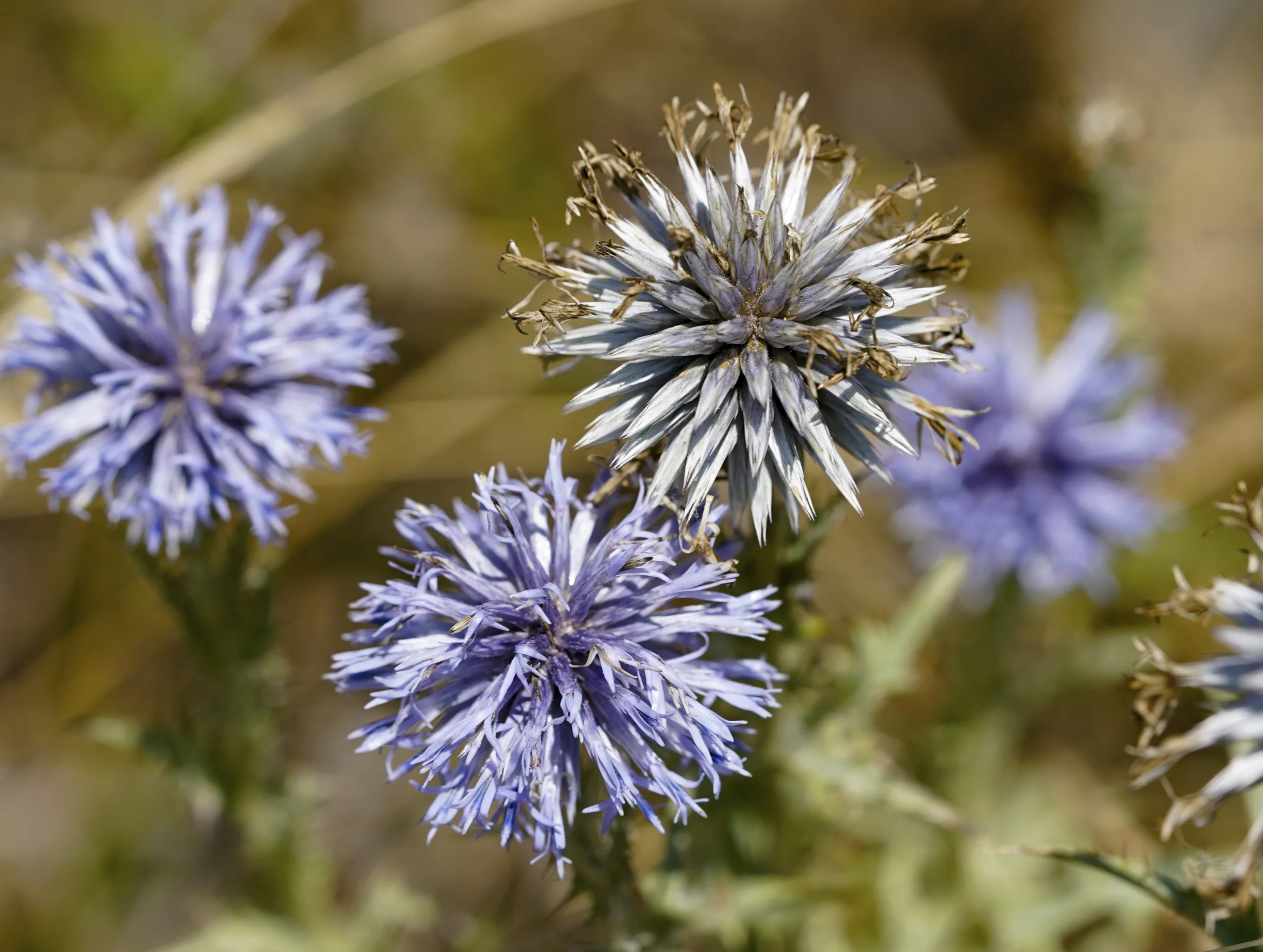 Echinops ritro