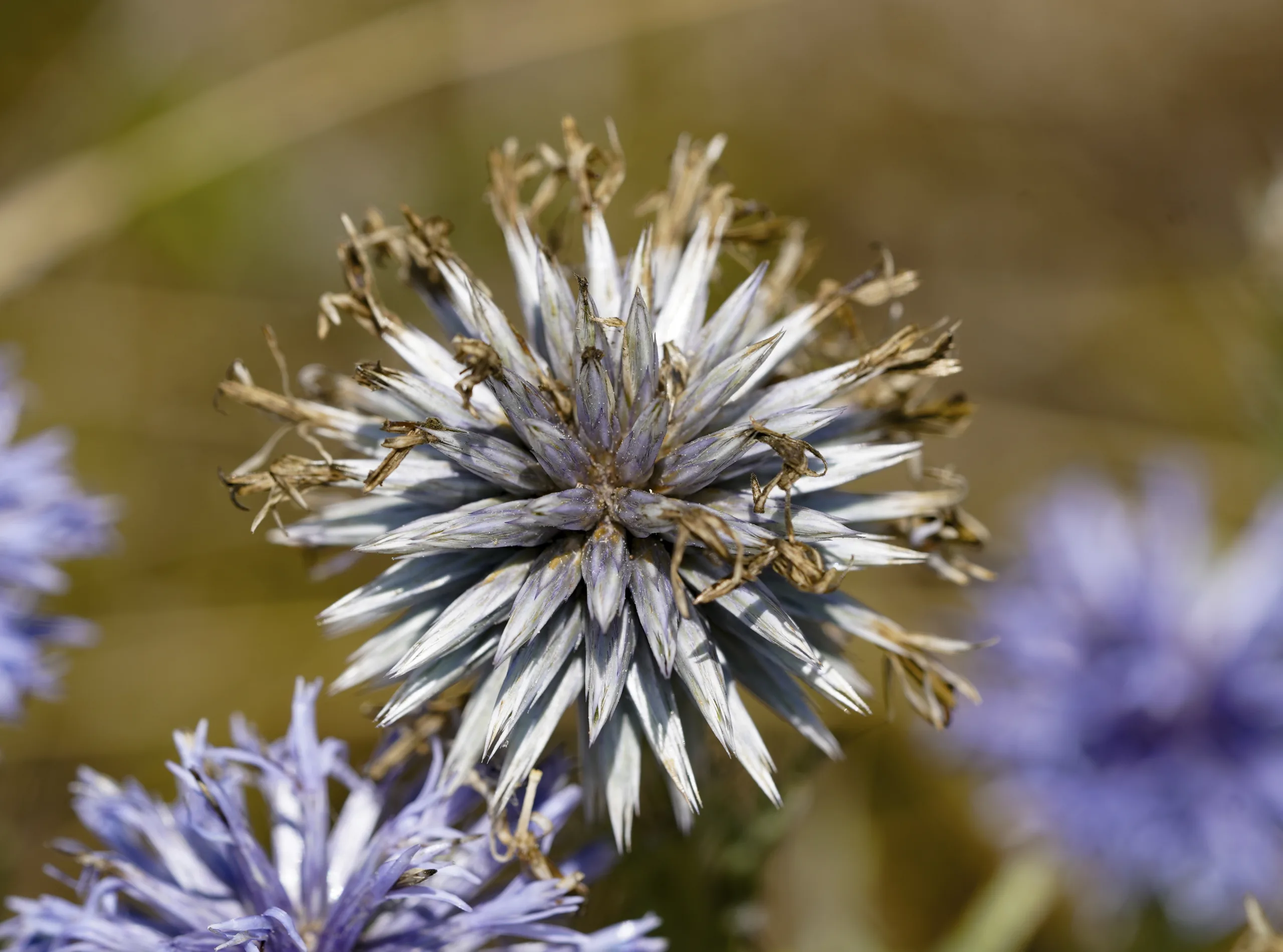 Echinops ritro