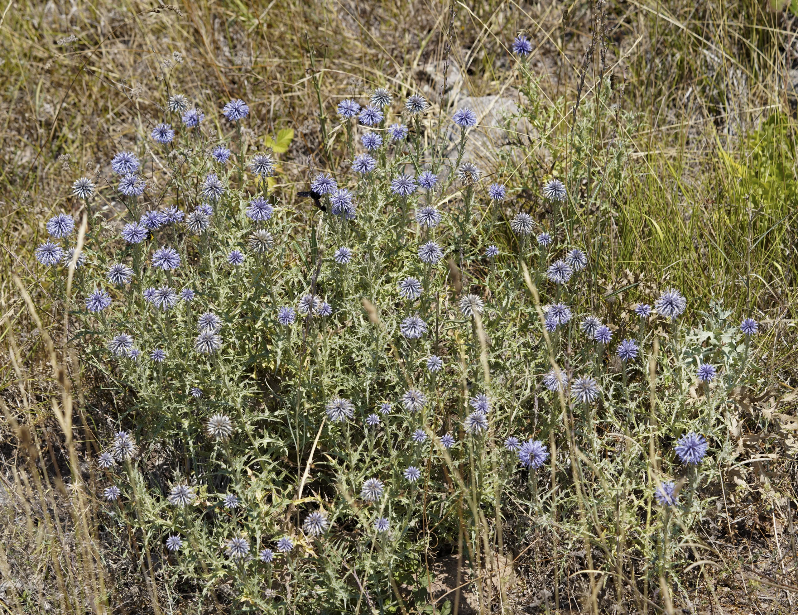 Echinops ritro