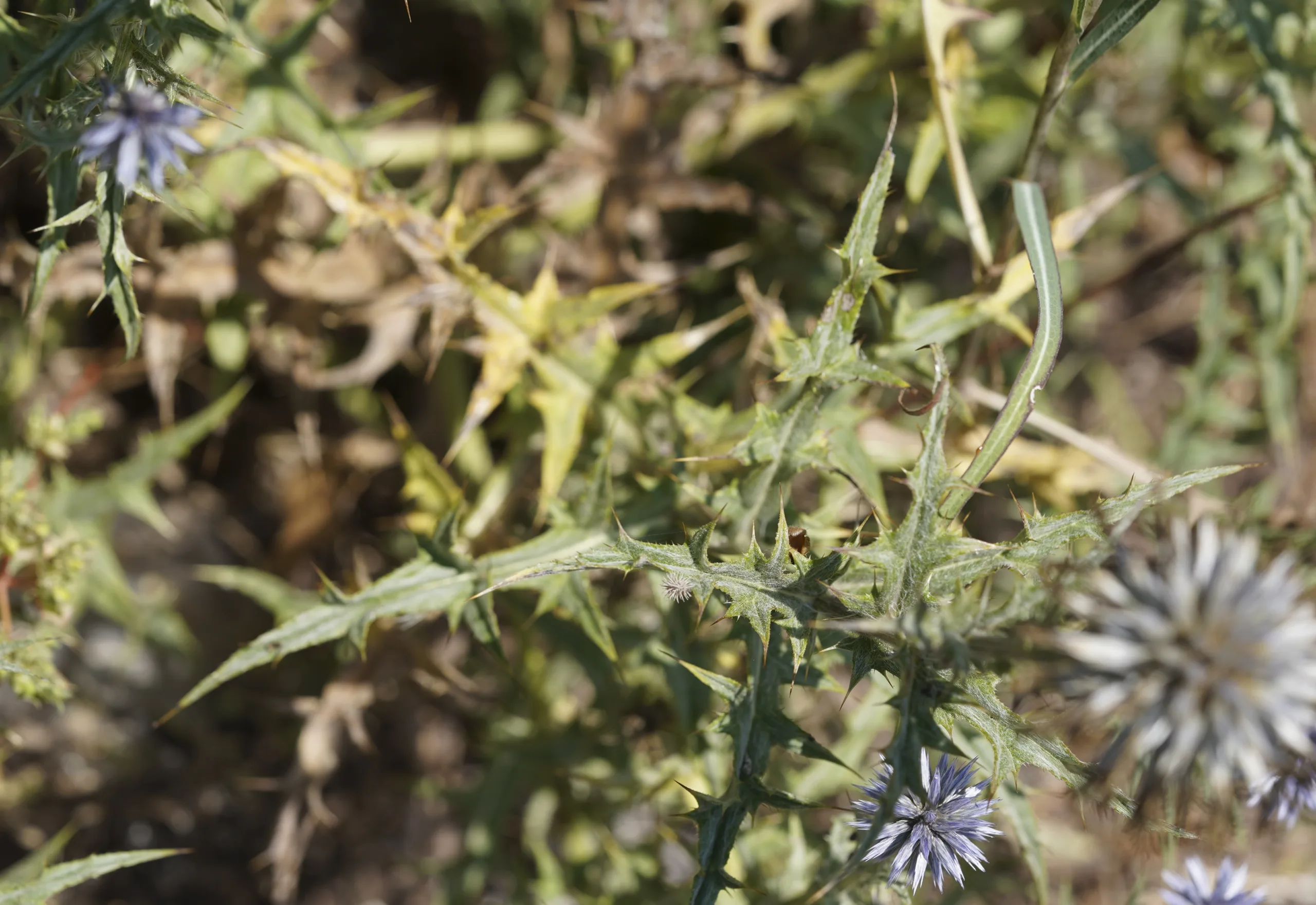 Echinops ritro