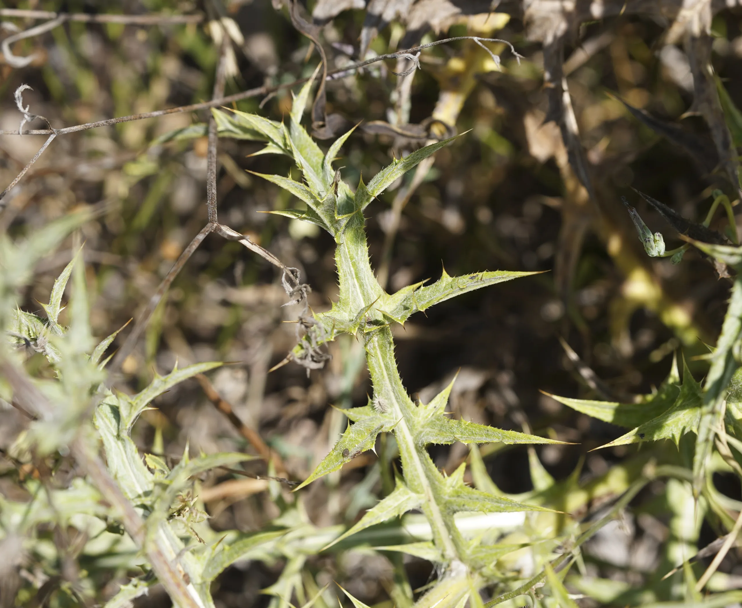 Echinops ritro