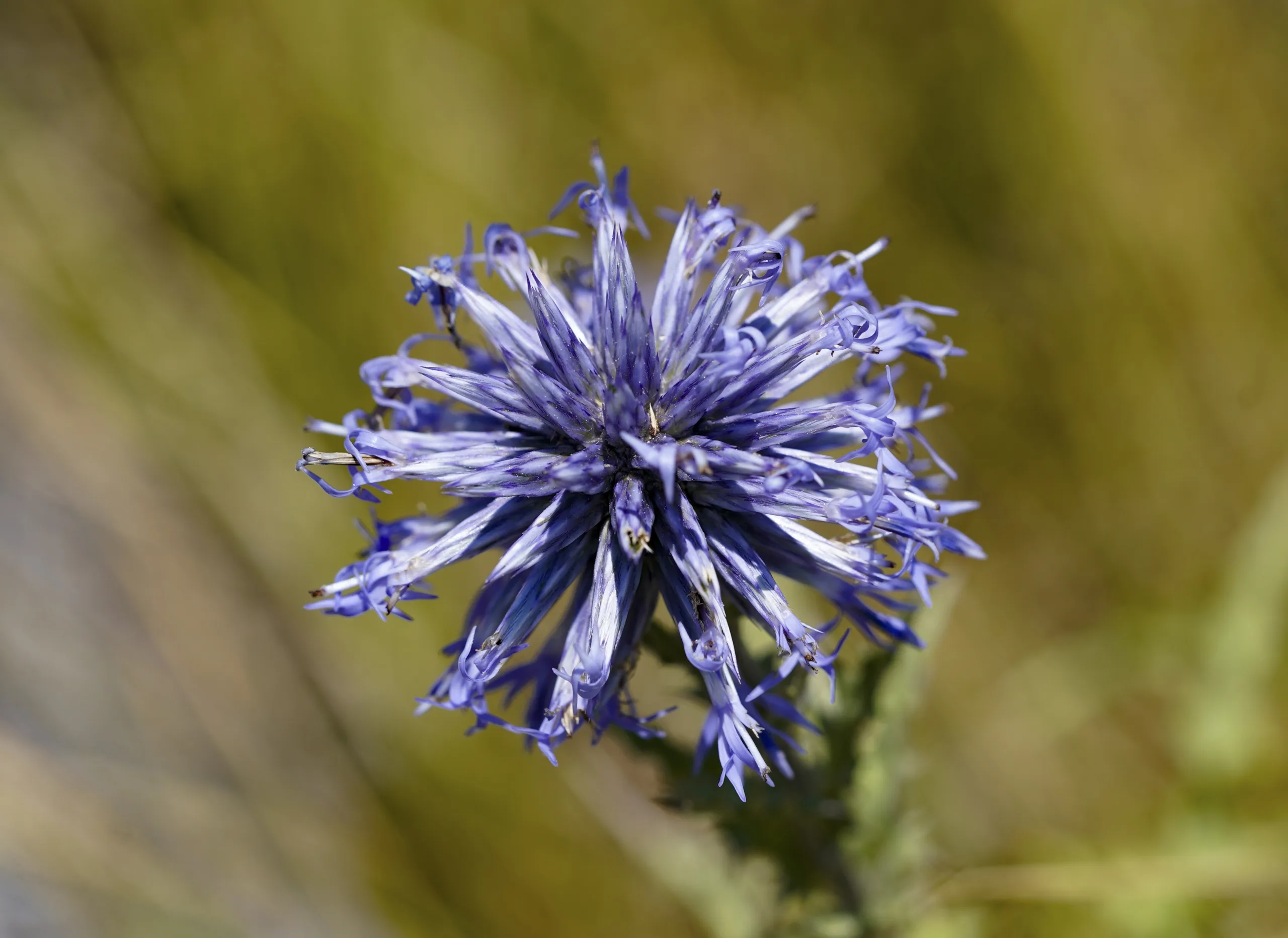 Echinops ritro