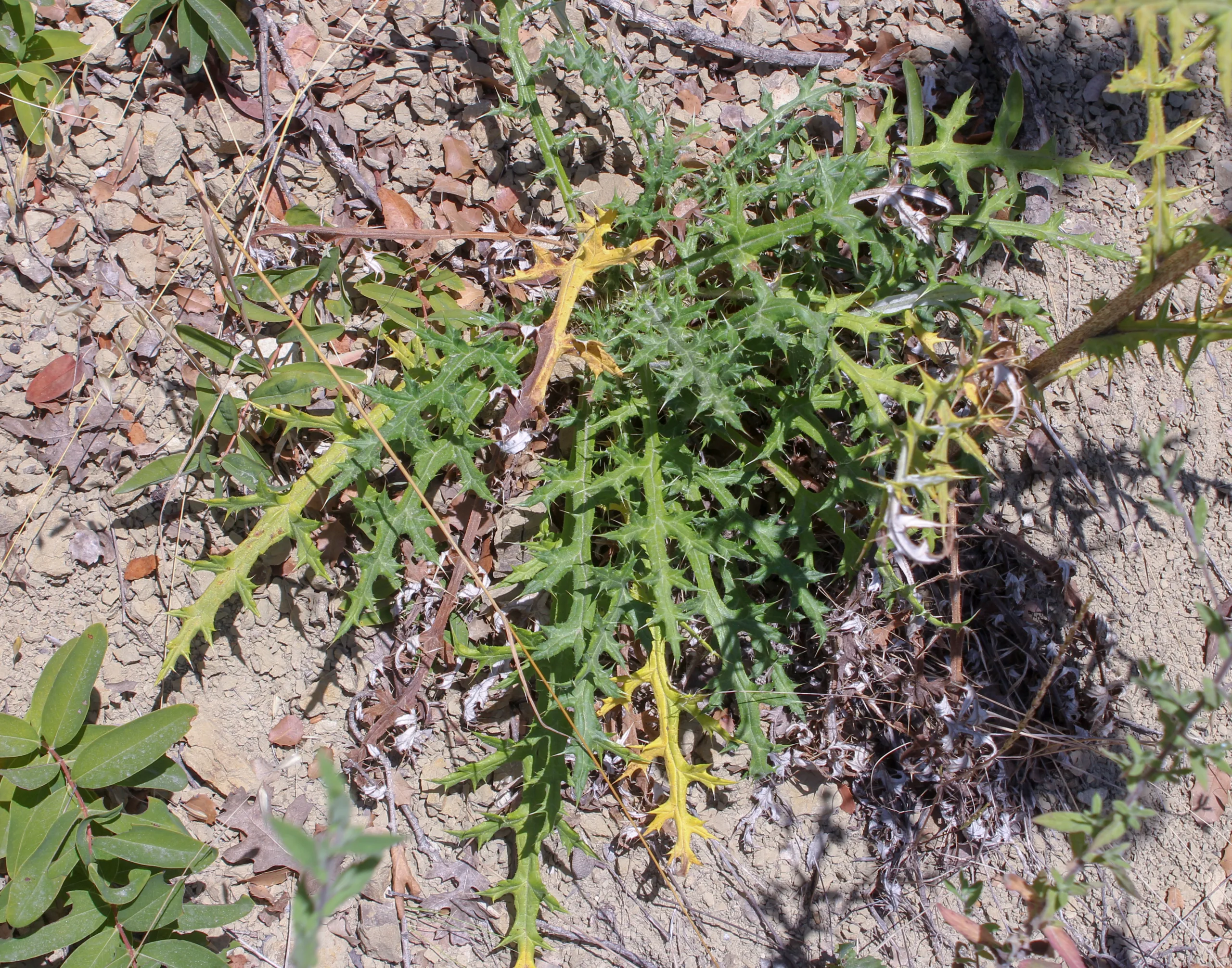Echinops sphaerocephalus
