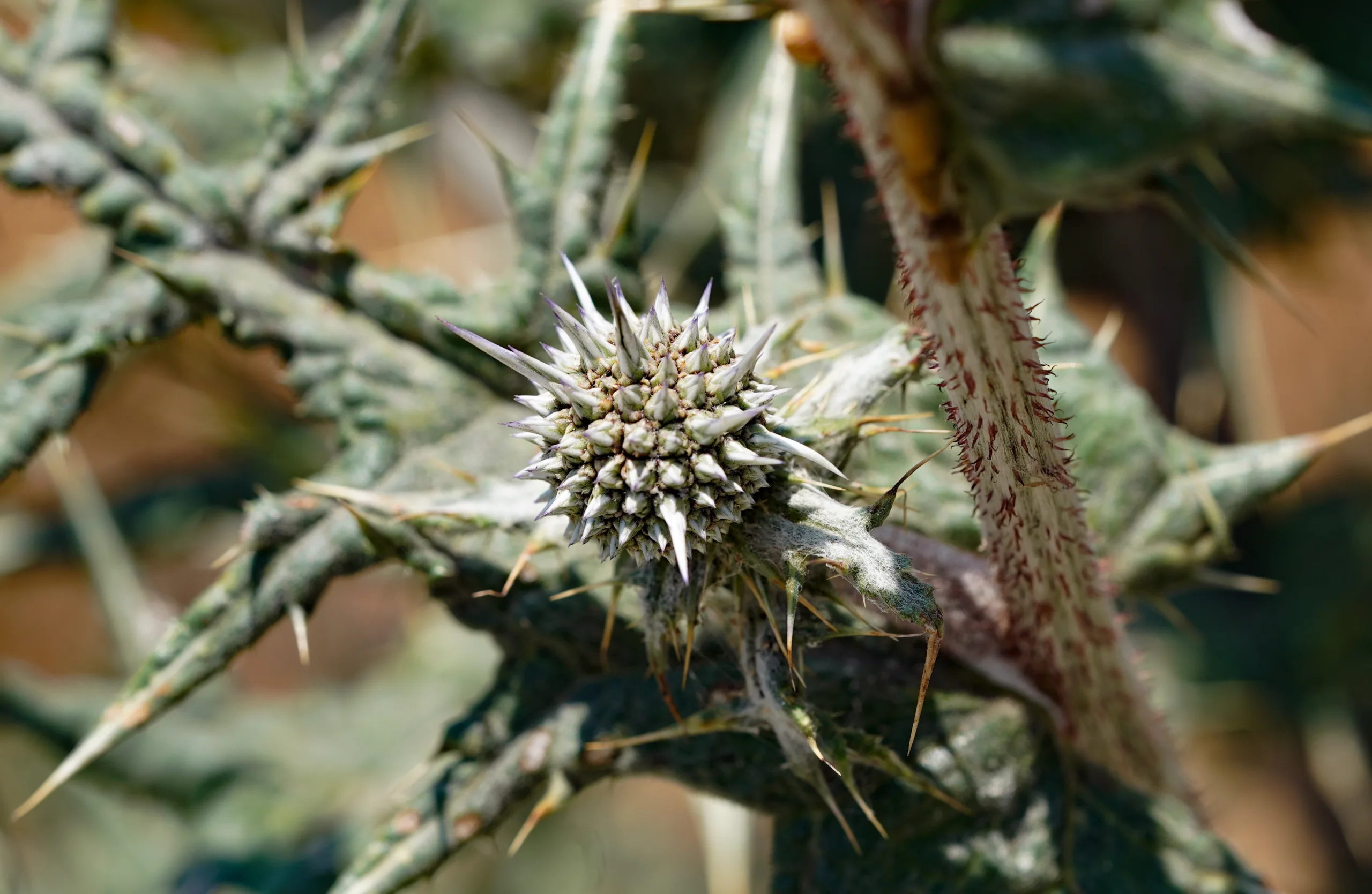 Echinops sphaerocephalus