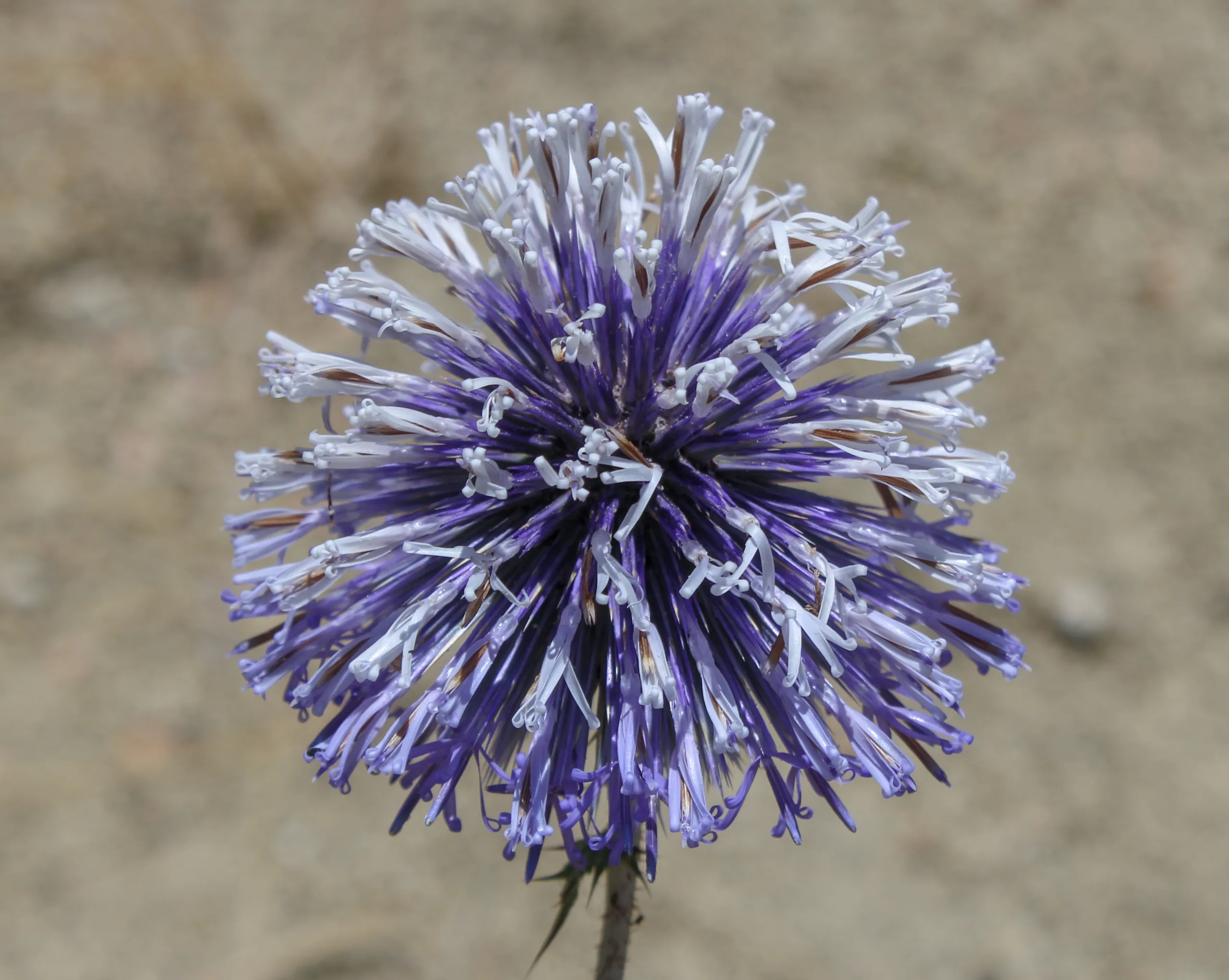 Echinops sphaerocephalus