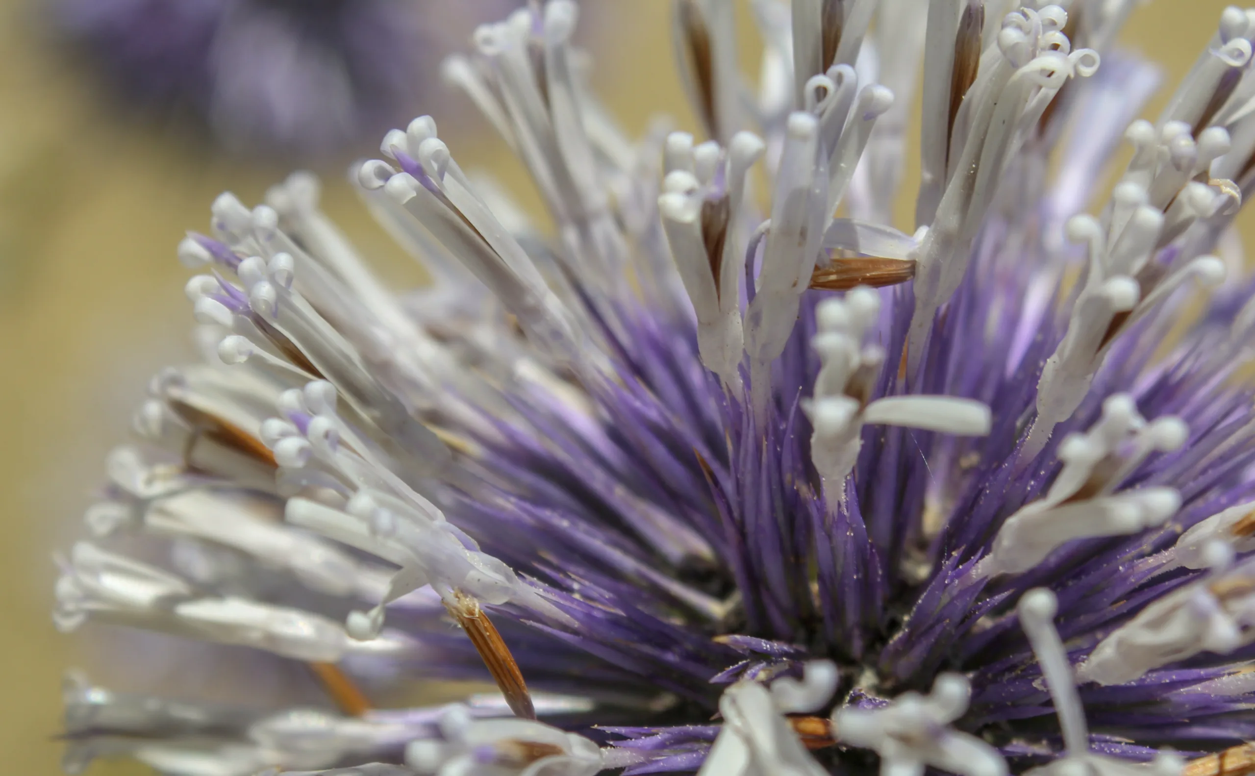 Echinops sphaerocephalus