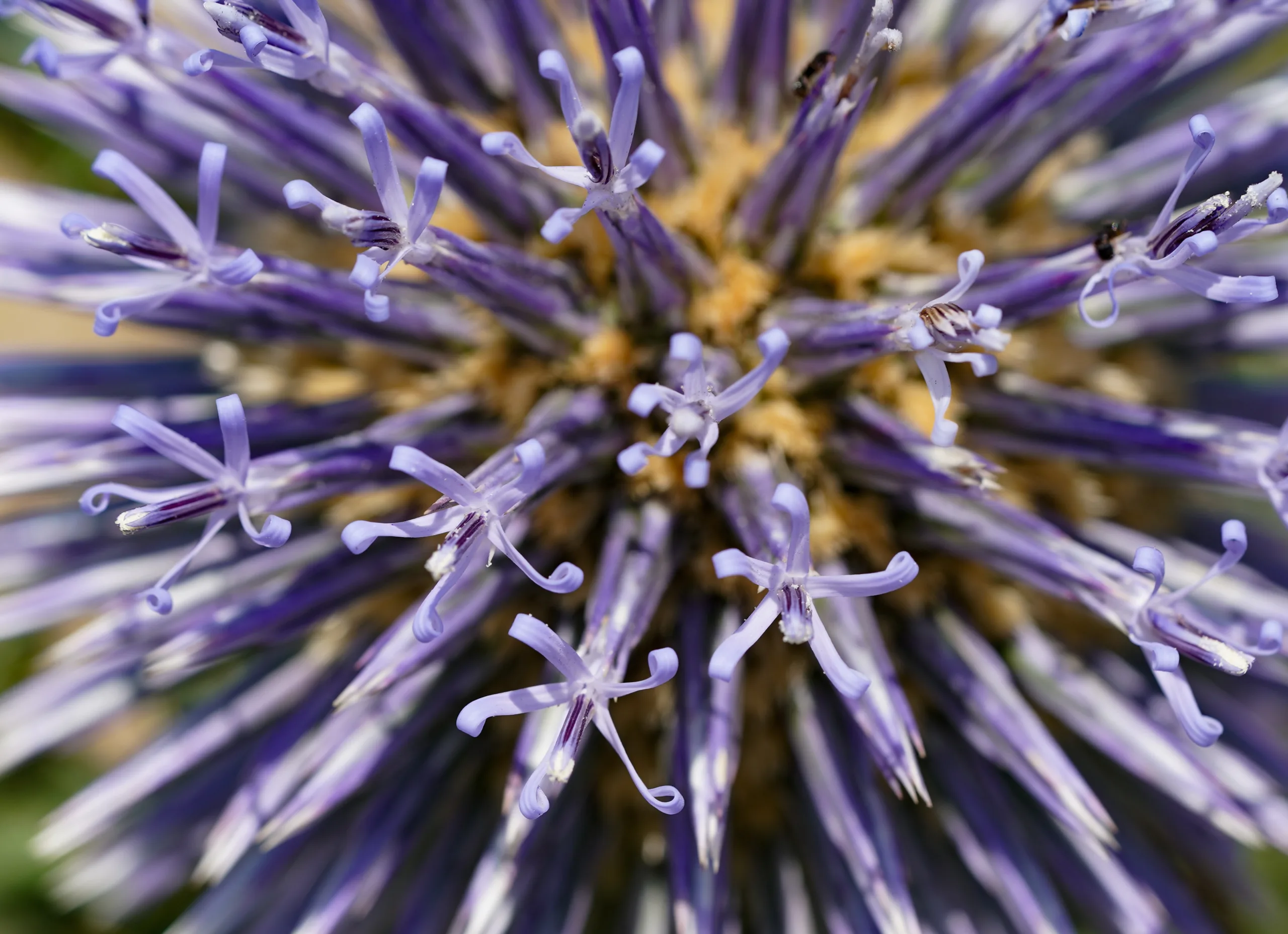 Echinops sphaerocephalus