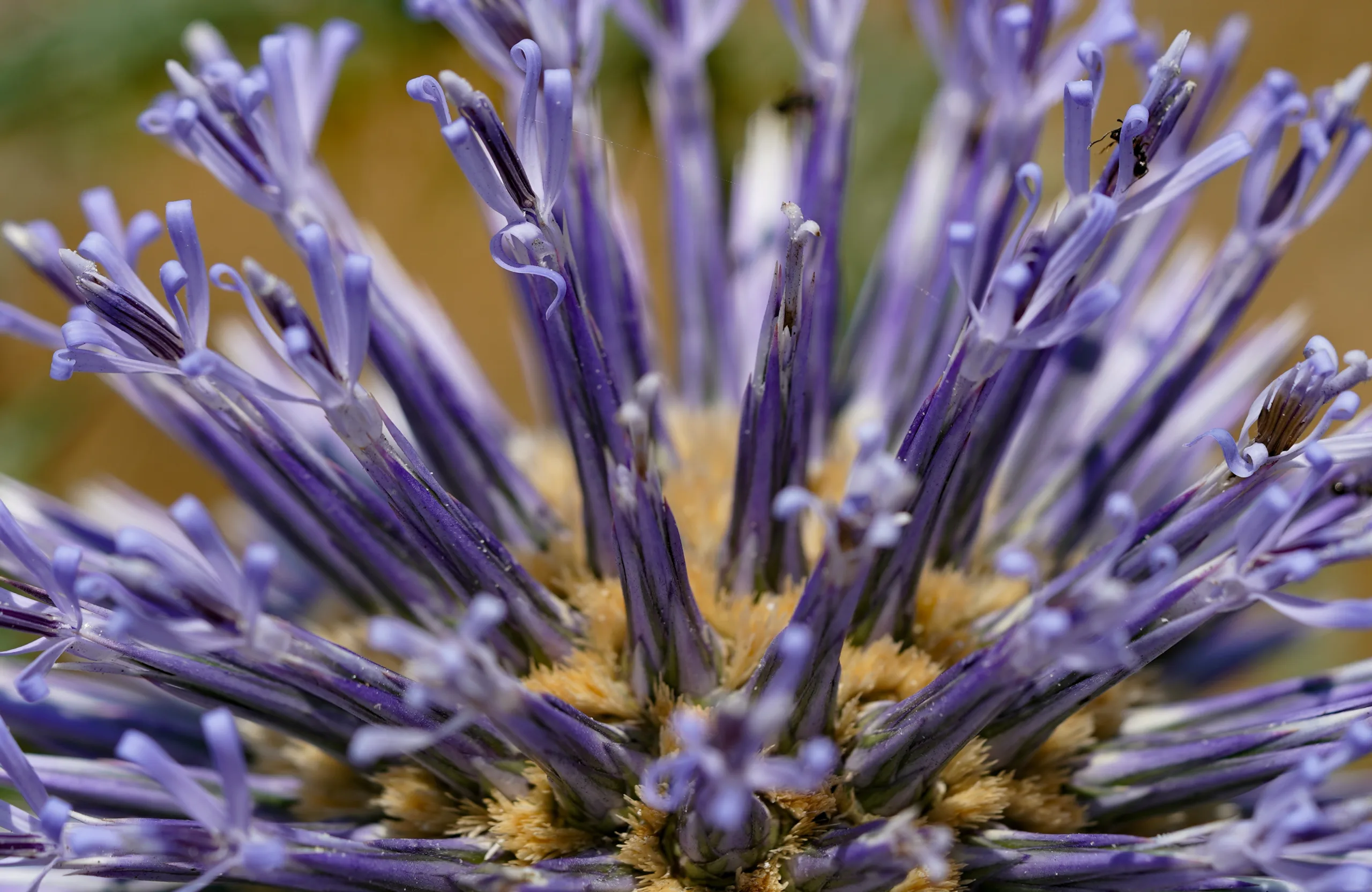 Echinops sphaerocephalus