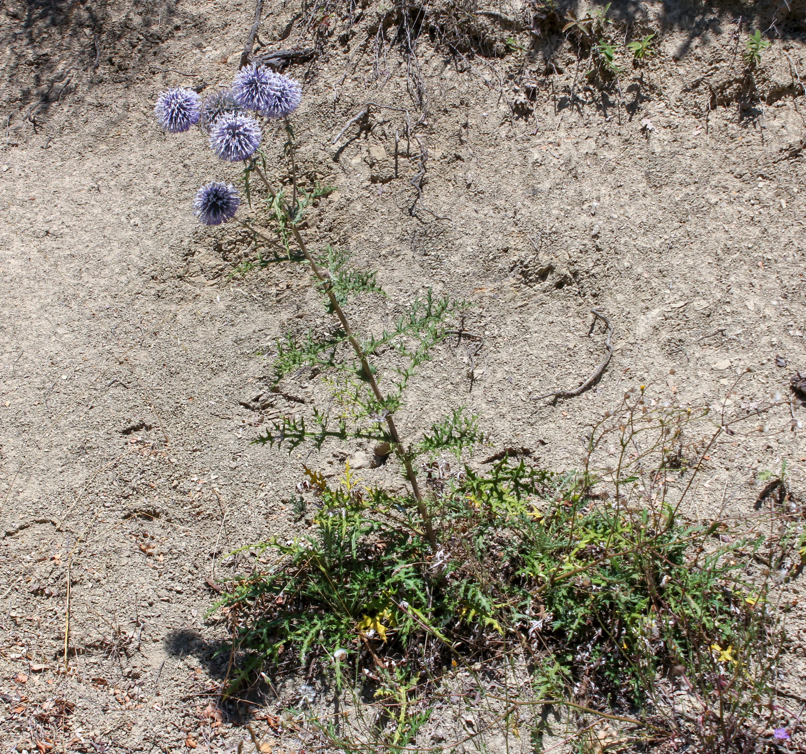 Echinops sphaerocephalus