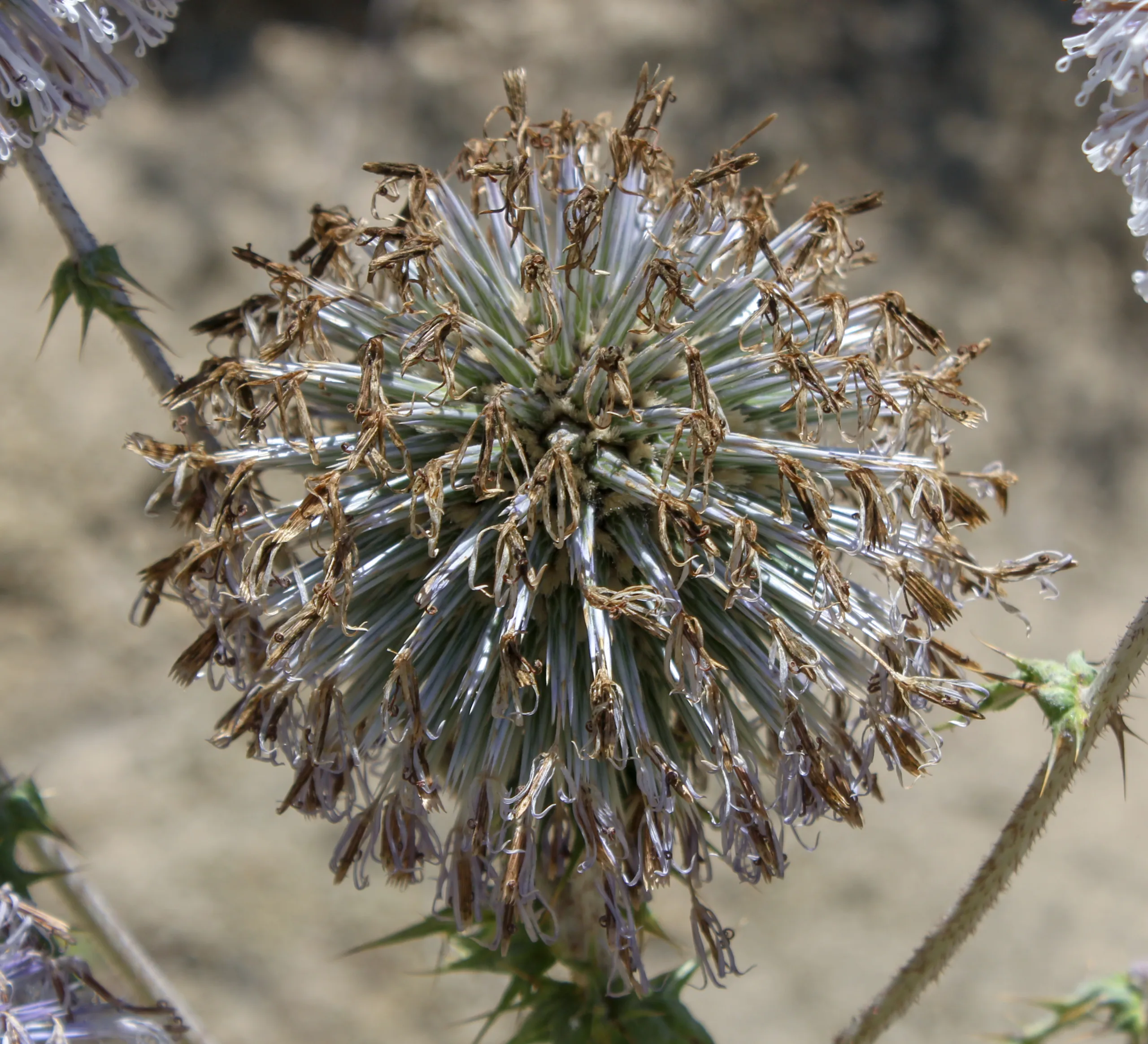 Echinops sphaerocephalus
