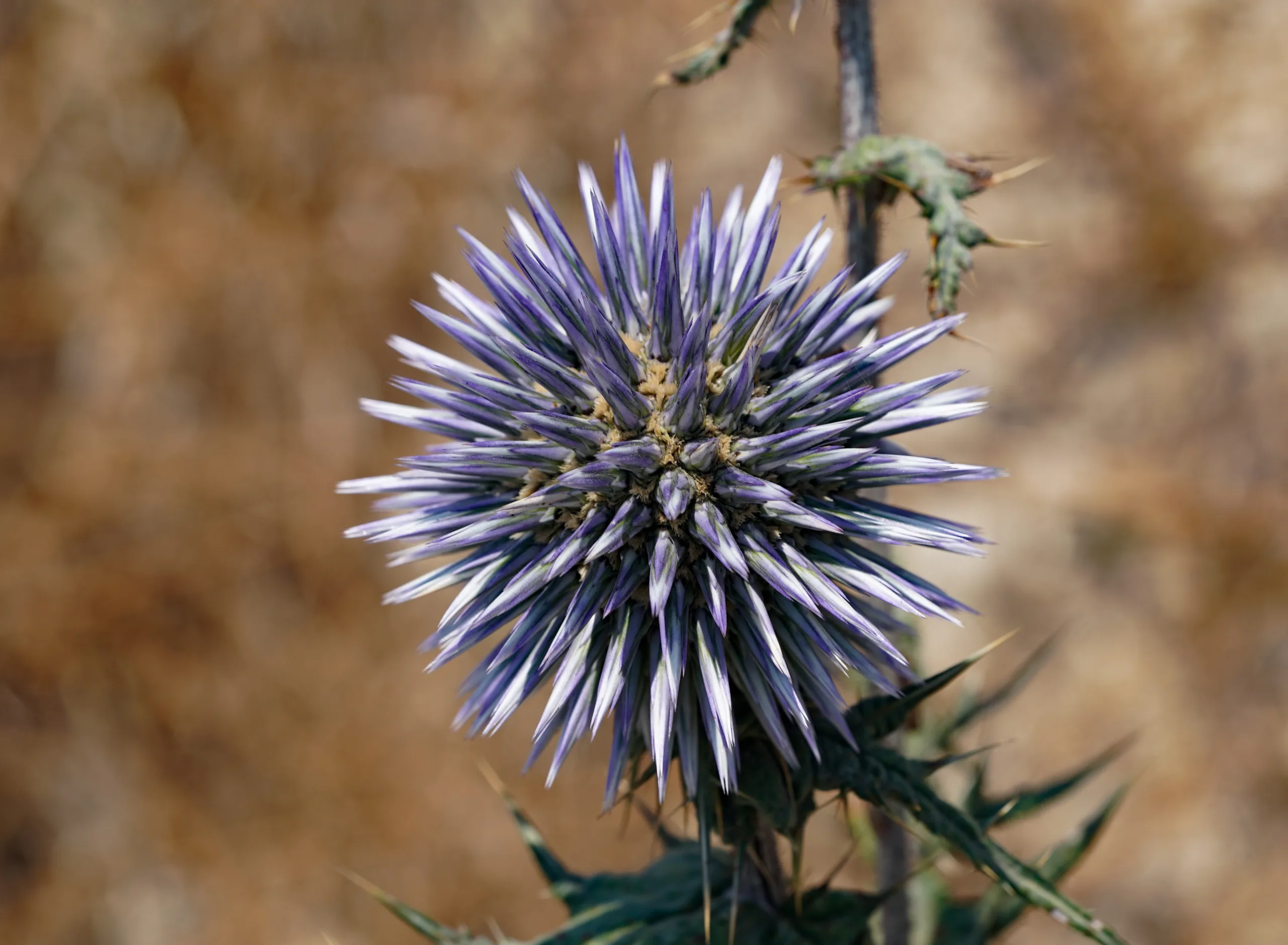 Echinops sphaerocephalus