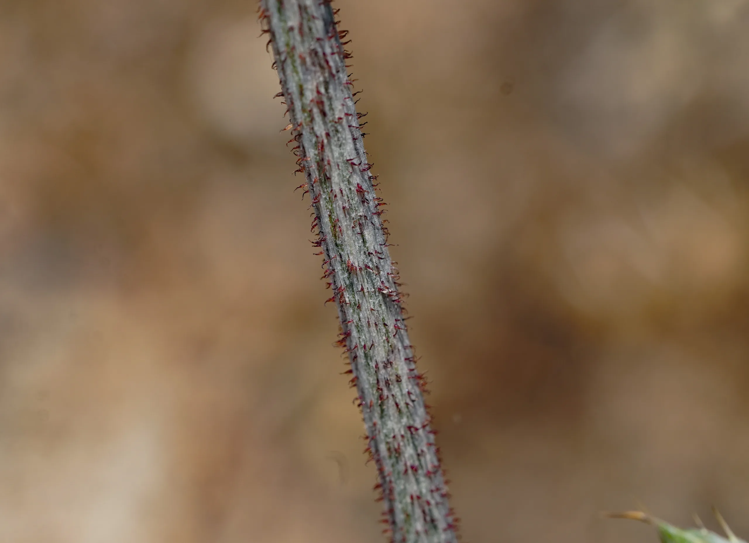 Echinops sphaerocephalus