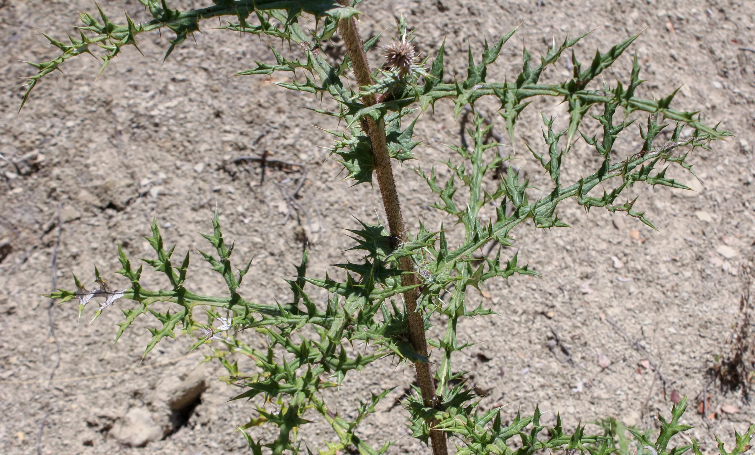 Echinops sphaerocephalus