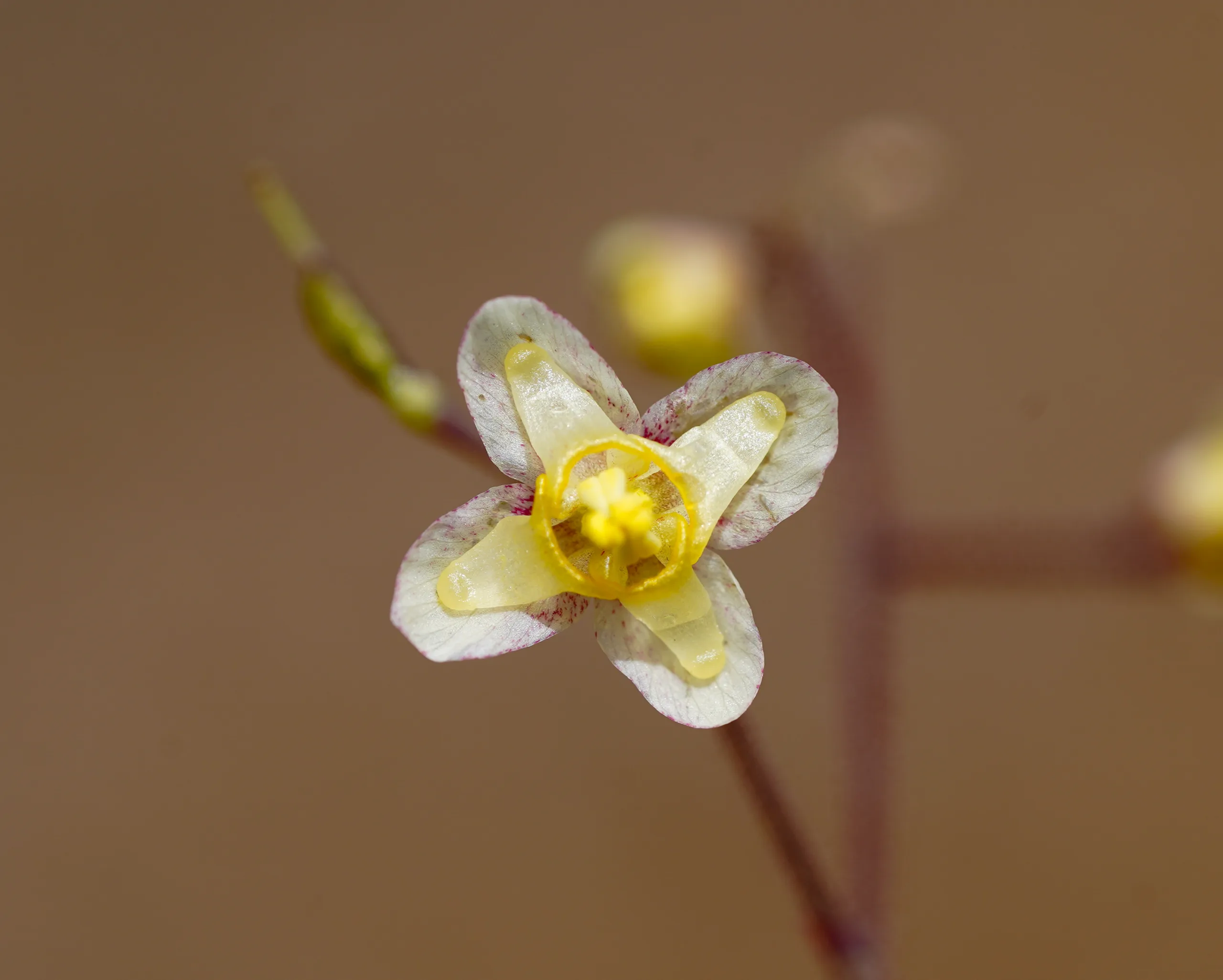 Epimedium (Keşişkülahı)