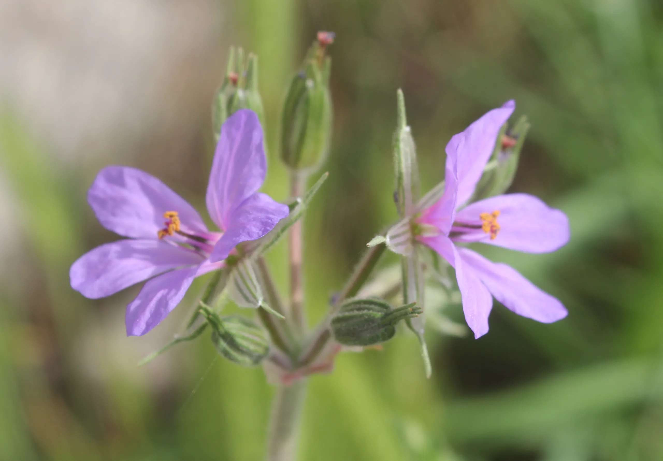 Erodium ciconium