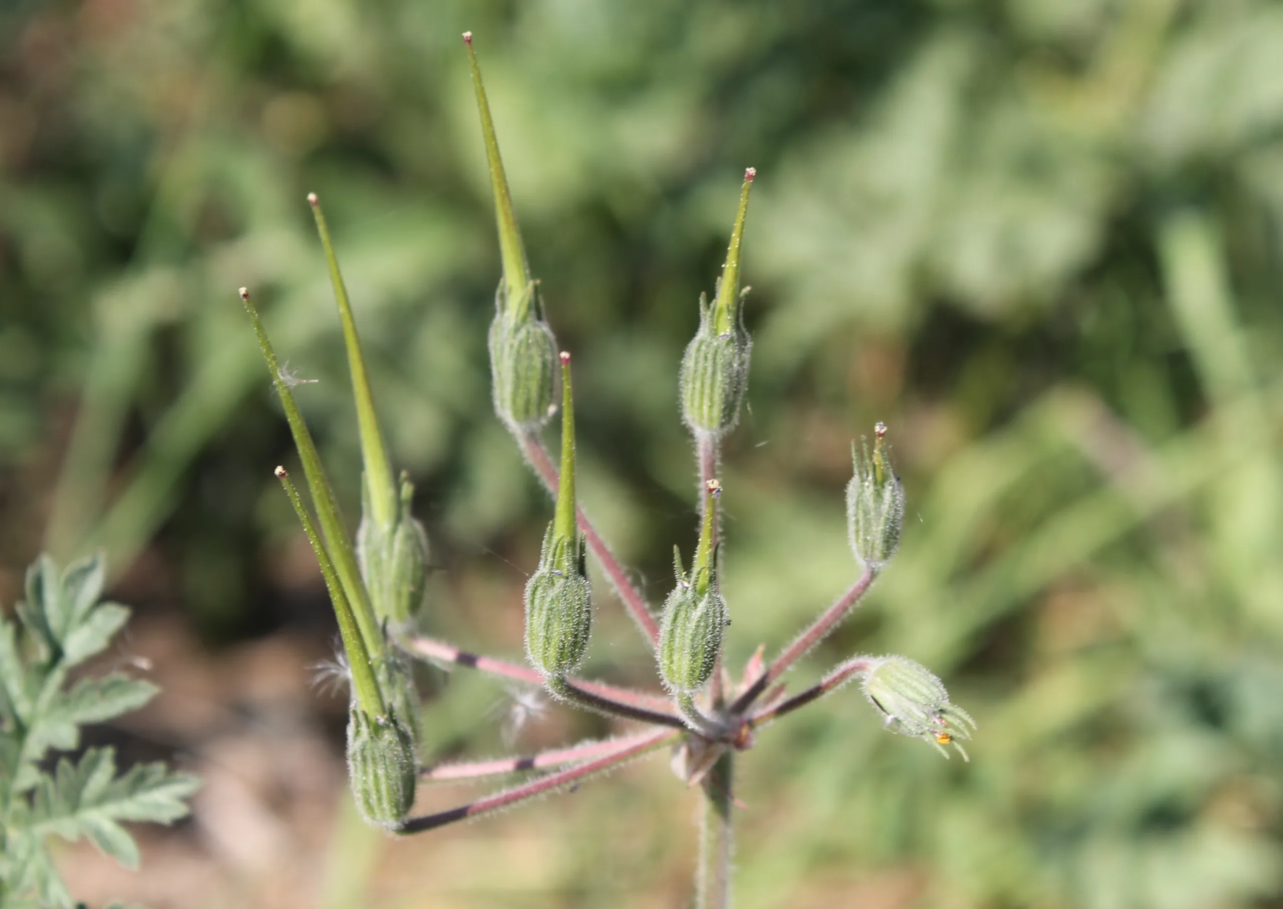 Erodium ciconium