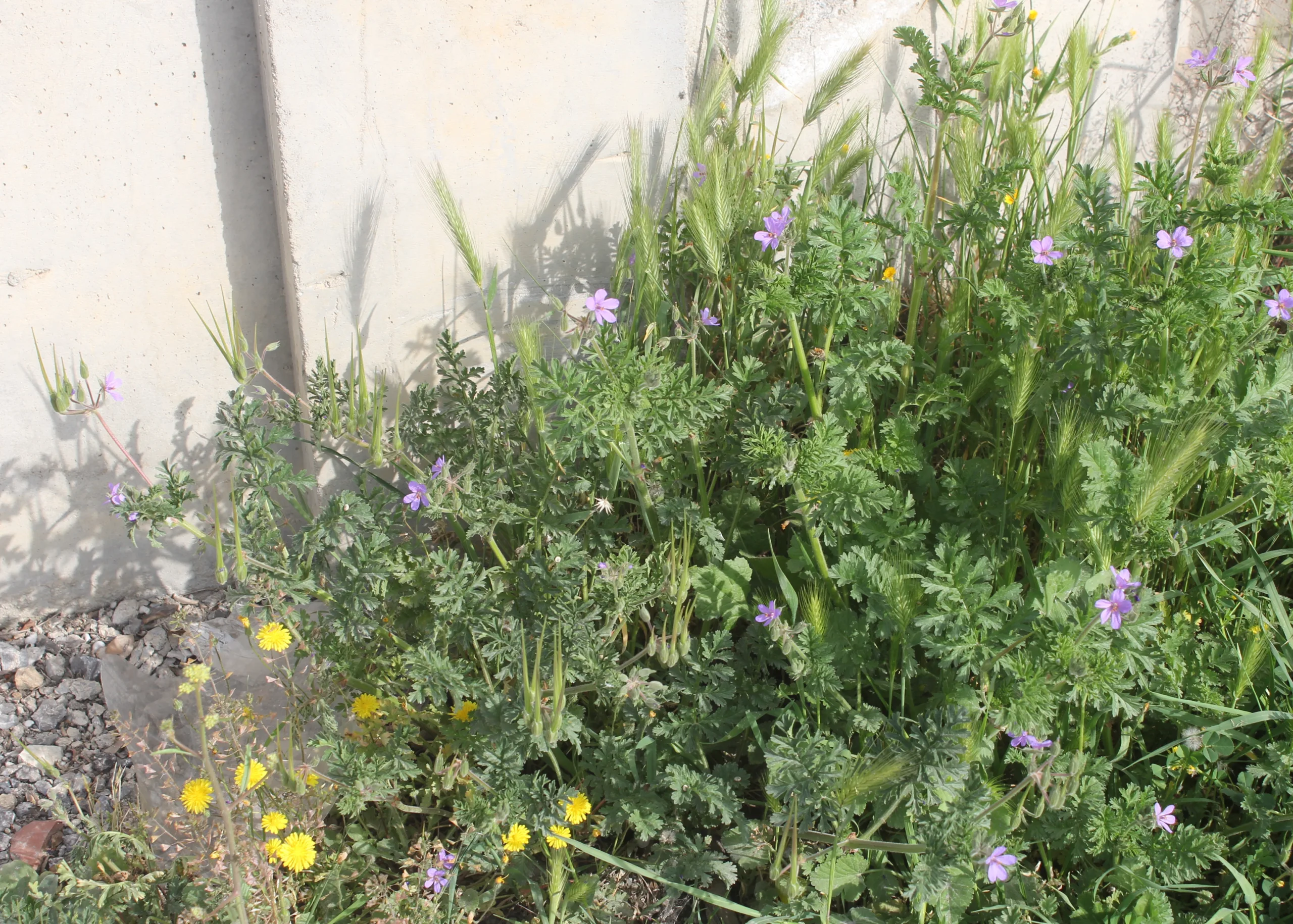 Erodium ciconium