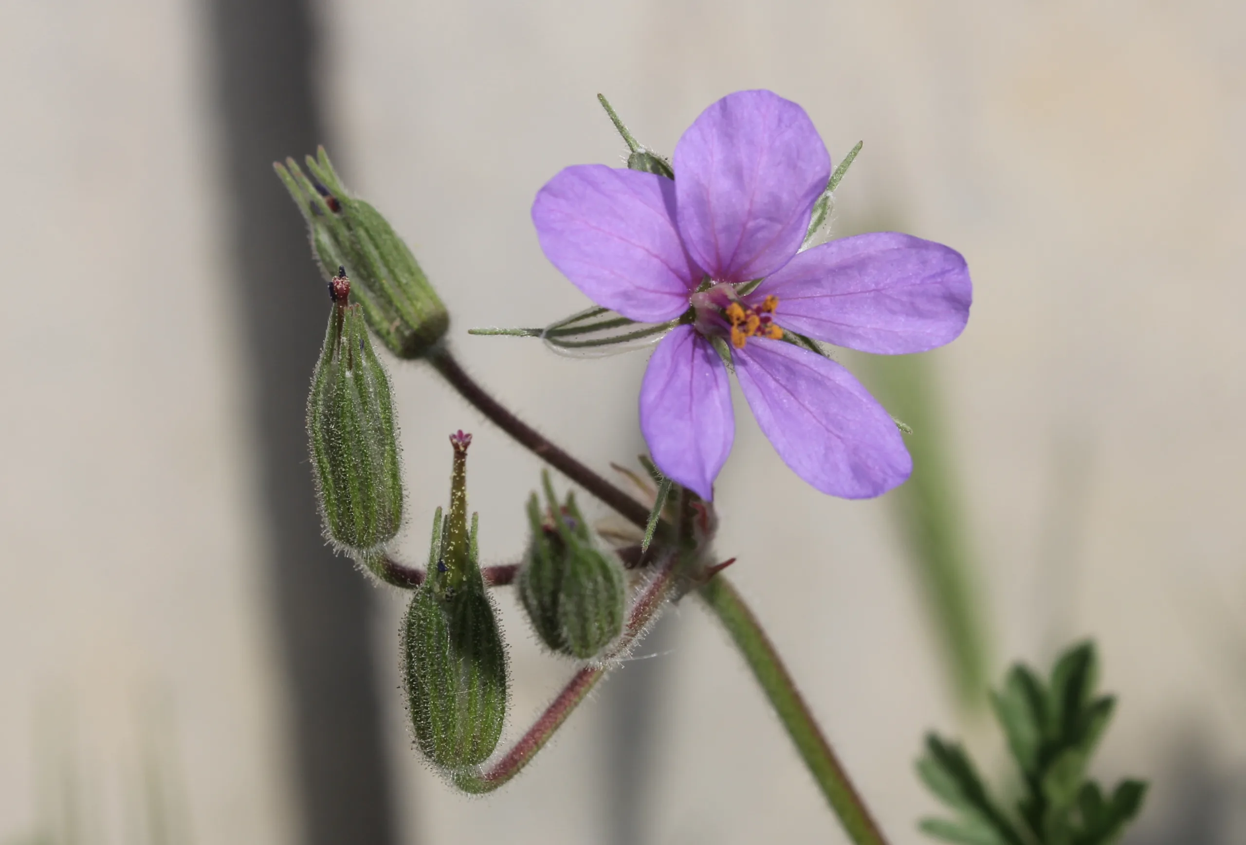 Erodium ciconium