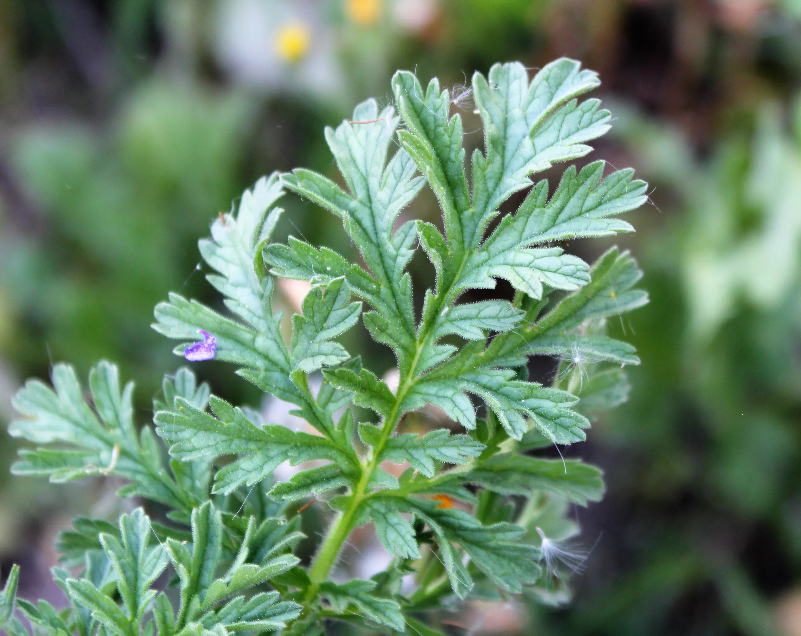 Erodium ciconium