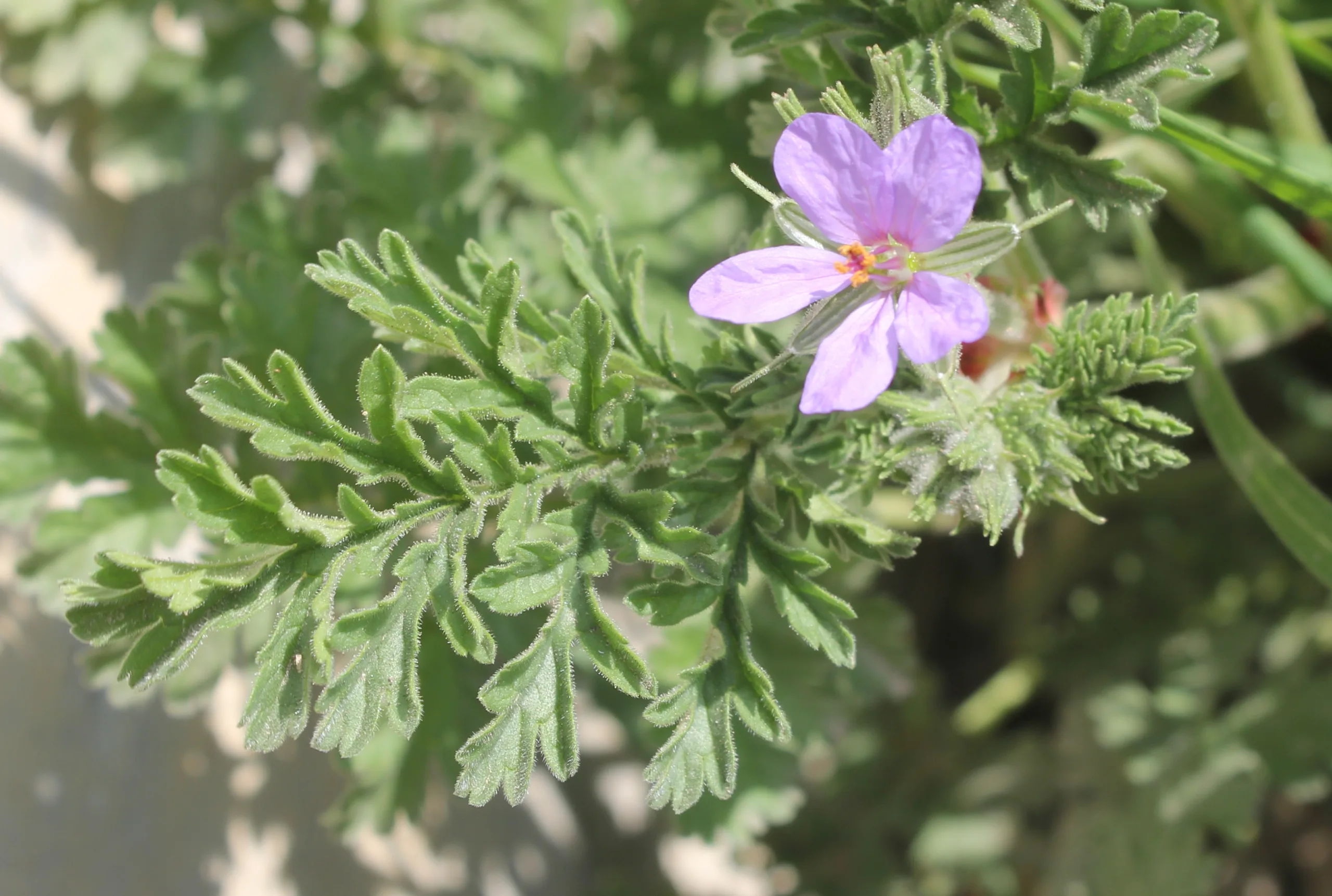 Erodium ciconium